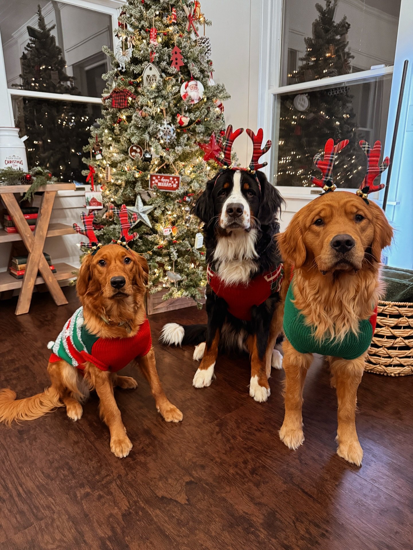 Not to worry furiends, Santa Paws has his best reindeer on the job tonight: Harlowe, Brimsley and Milo 🎅🏻 Here&rsquo;s to hoping they deliver lots of treatos for all of the Roberds Farm doggos (who are surely on the nice list)!! Merry Christmas eve