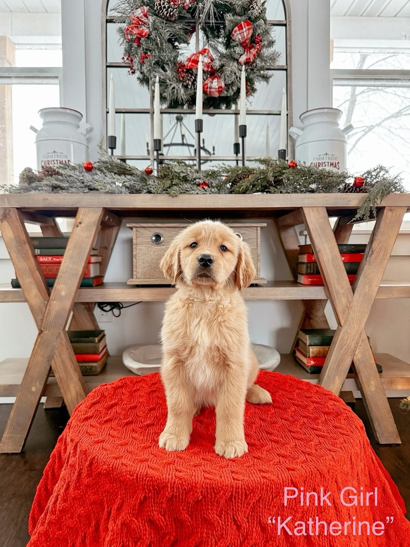 Introducing Roberds Farm&rsquo;s The Vampire Diaries Litter!! 7.5 weeks old and absolutely adorable! I love this litter so much. They get to meet their families soon and I know they&rsquo;re going to make their families the absolute happiest 🥰 Who i