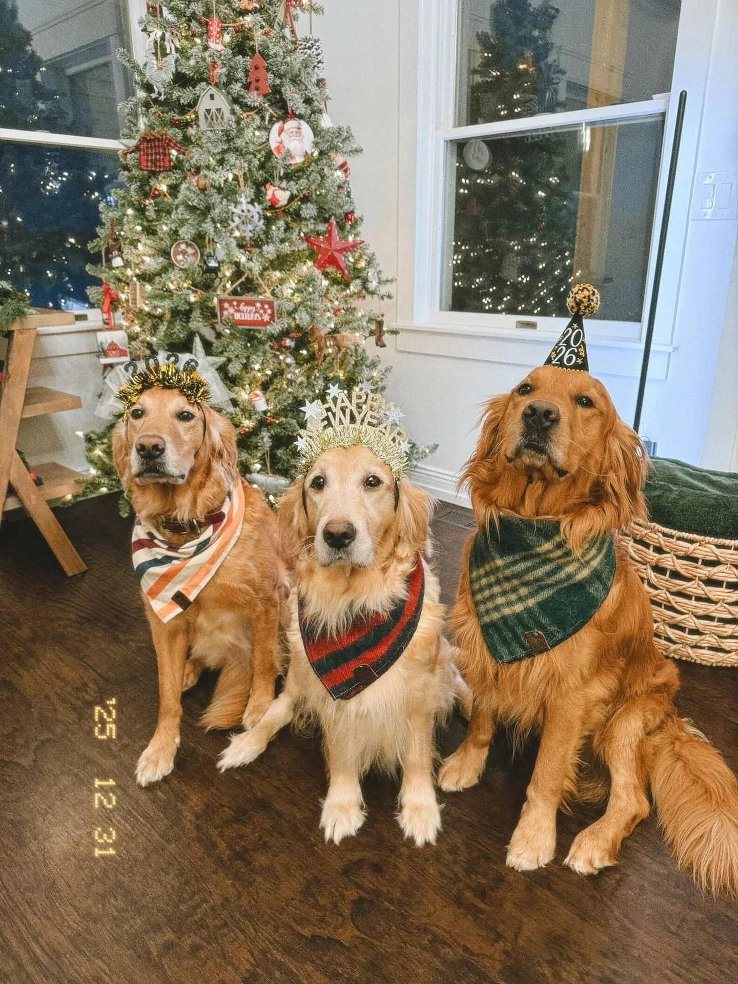 Happy New Year from your favorite pups of Roberds Farm!! 💛🤍🖤