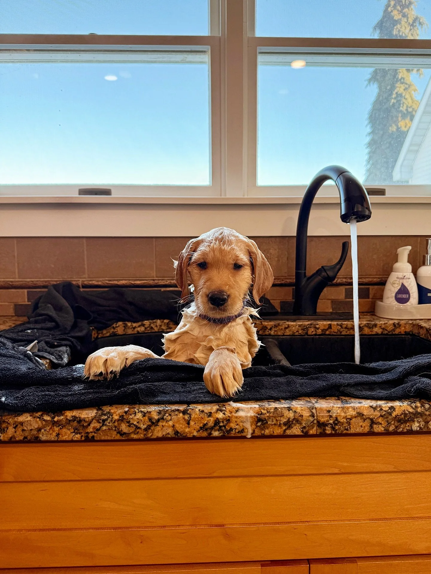 Puppies got baths, nail trims and their first dose of Heartworm and Flea and Tick Prevention. Their take home bags are packed and their 8 week photo has been taken. They&rsquo;re ready to head home tomorrow 🥲 These 11 are so special. So calm and so 