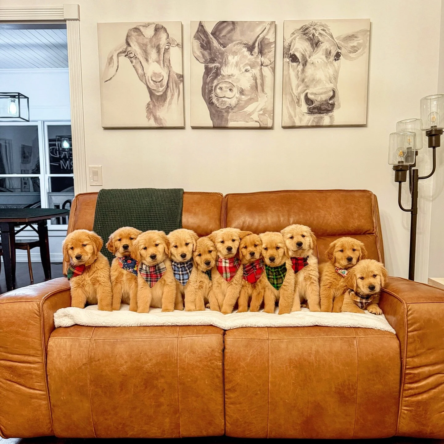 Happy 8 weeks to my Vampire Diaries Litter &hearts;️ These puppies reminded me how much I LOVE raising healthy and well socialized babies, after taking some much needed time off in 2025 due to feeling a little burnt out. Seeing how happy they make th