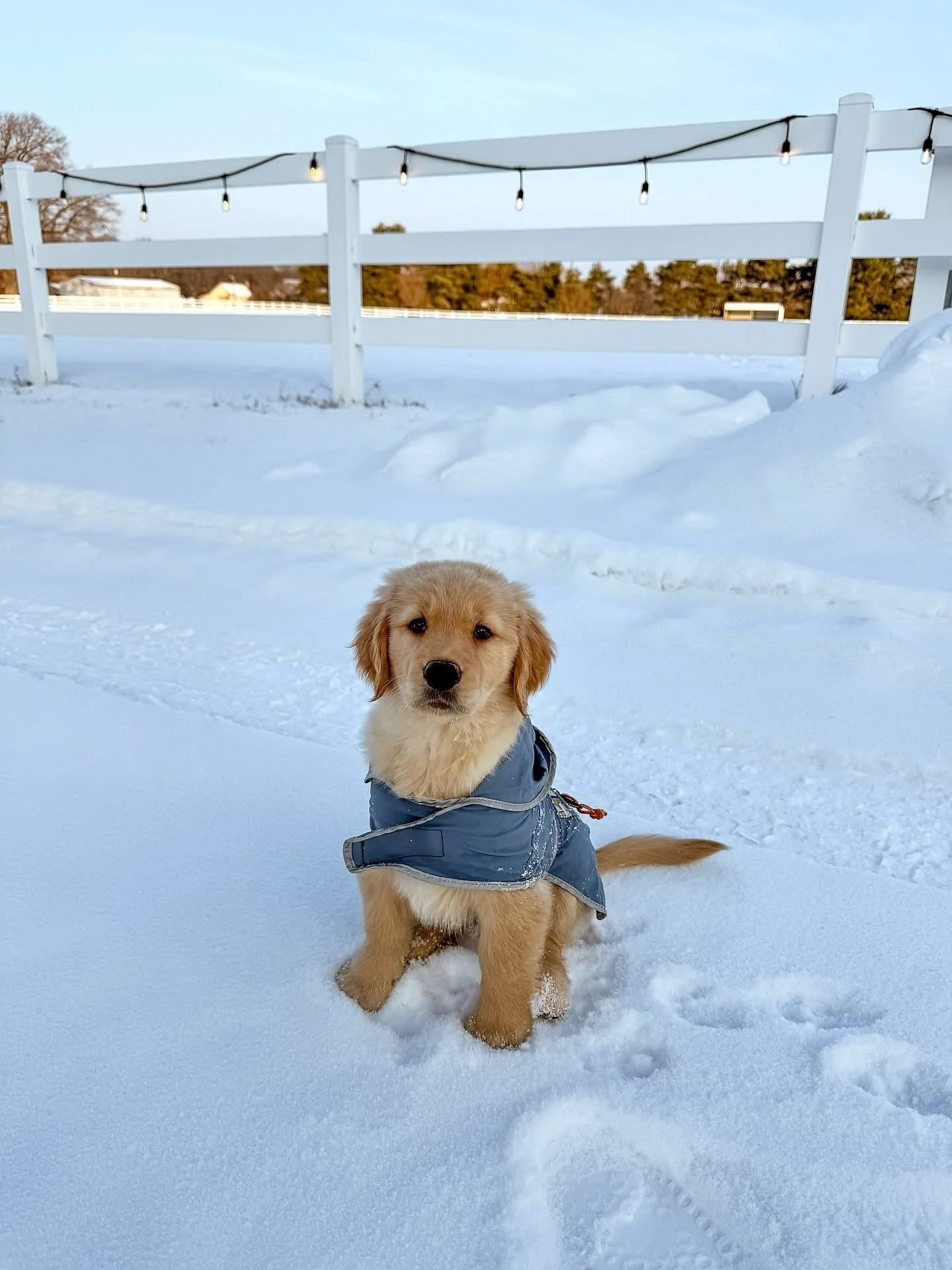 So excited to introduce you all to Sawyer ✨ She is purple collar female (Elena) that I kept from Indie and Gryffin&rsquo;s most recent litter! I am SO excited about this sweet girl. She is absolutely beautiful and has the best personality already! Sh