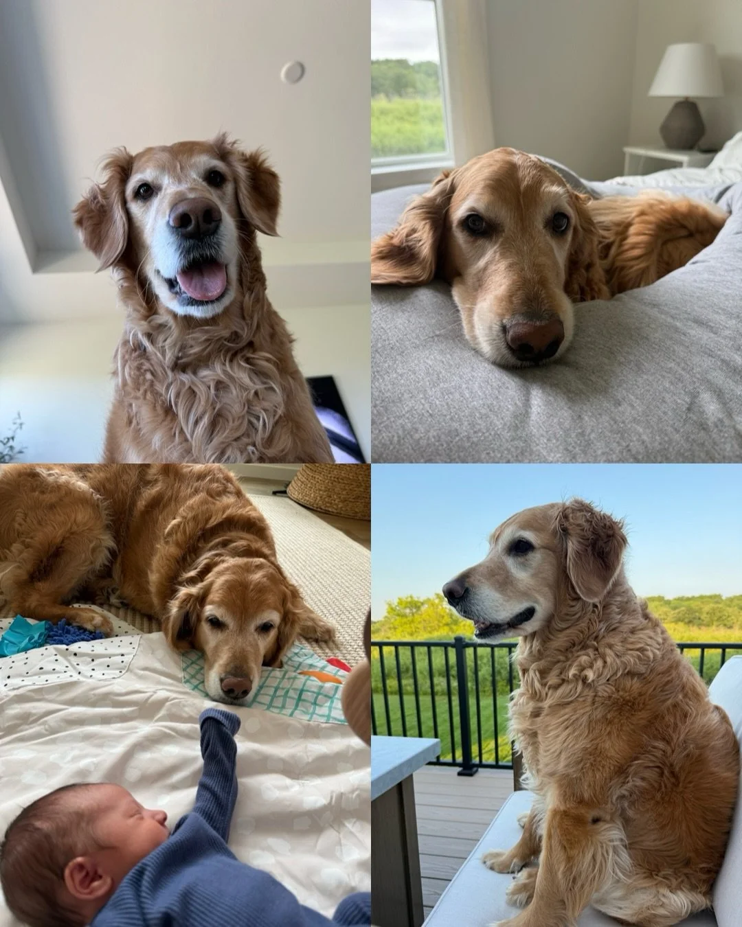 Happy 6th Birthday to my Harry Potter Litter!! The most beautiful babies &mdash; you all are aging so adorably 🥲 A couple of you became siblings to human siblings this year and I&rsquo;ve heard how incredibly sweet you are with your new family addit