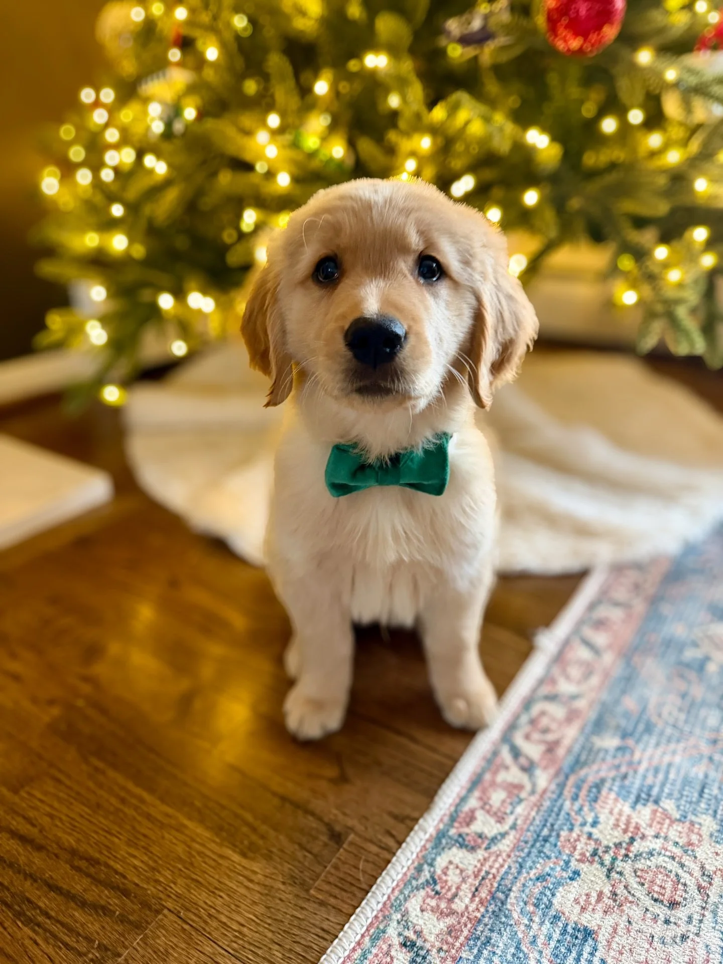 Edwin 🤩 [The Vampire Diaries Litter | Indie x Gryffin]