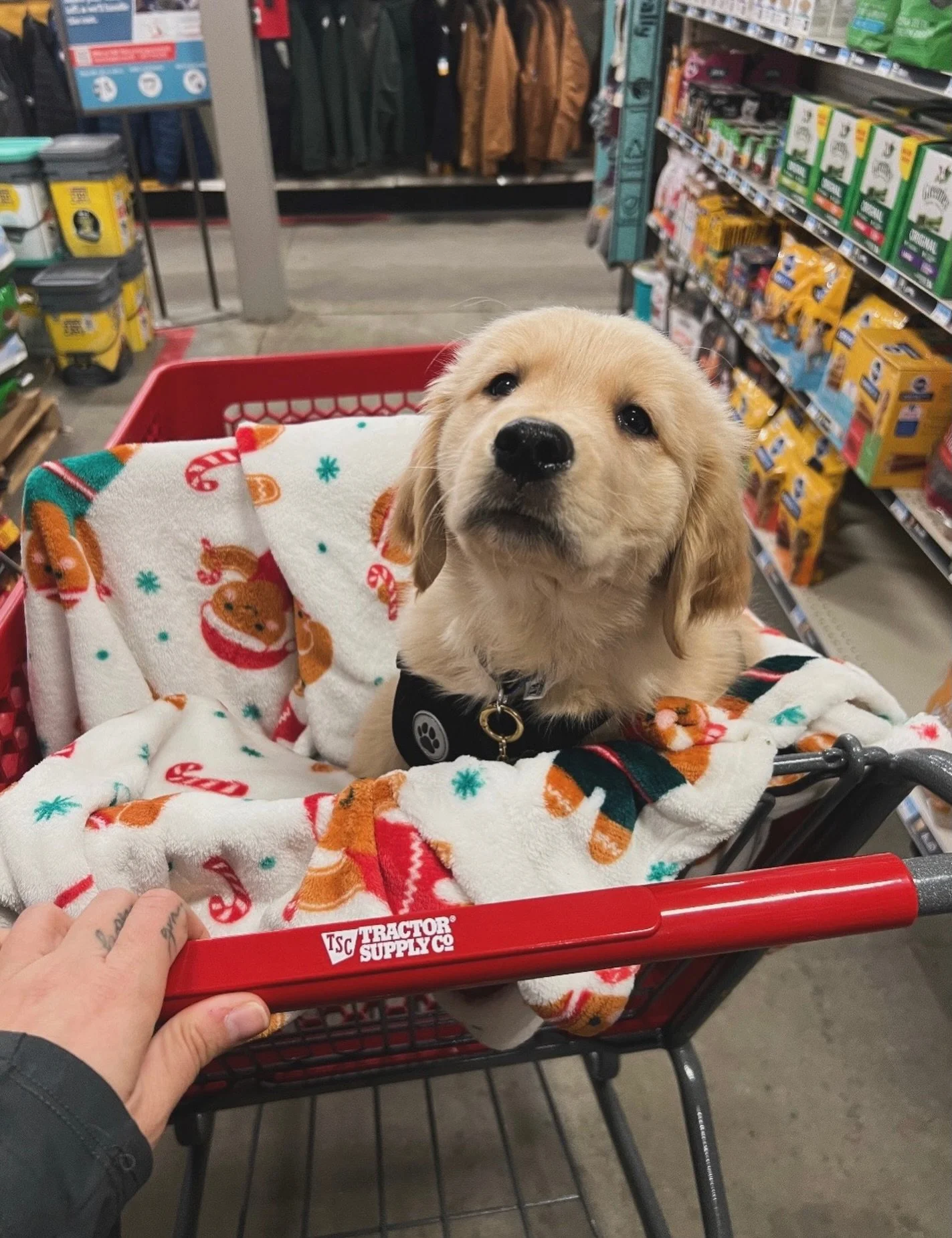 Hobbes 🤩 [The Vampire Diaries Litter | Indie x Gryffin]