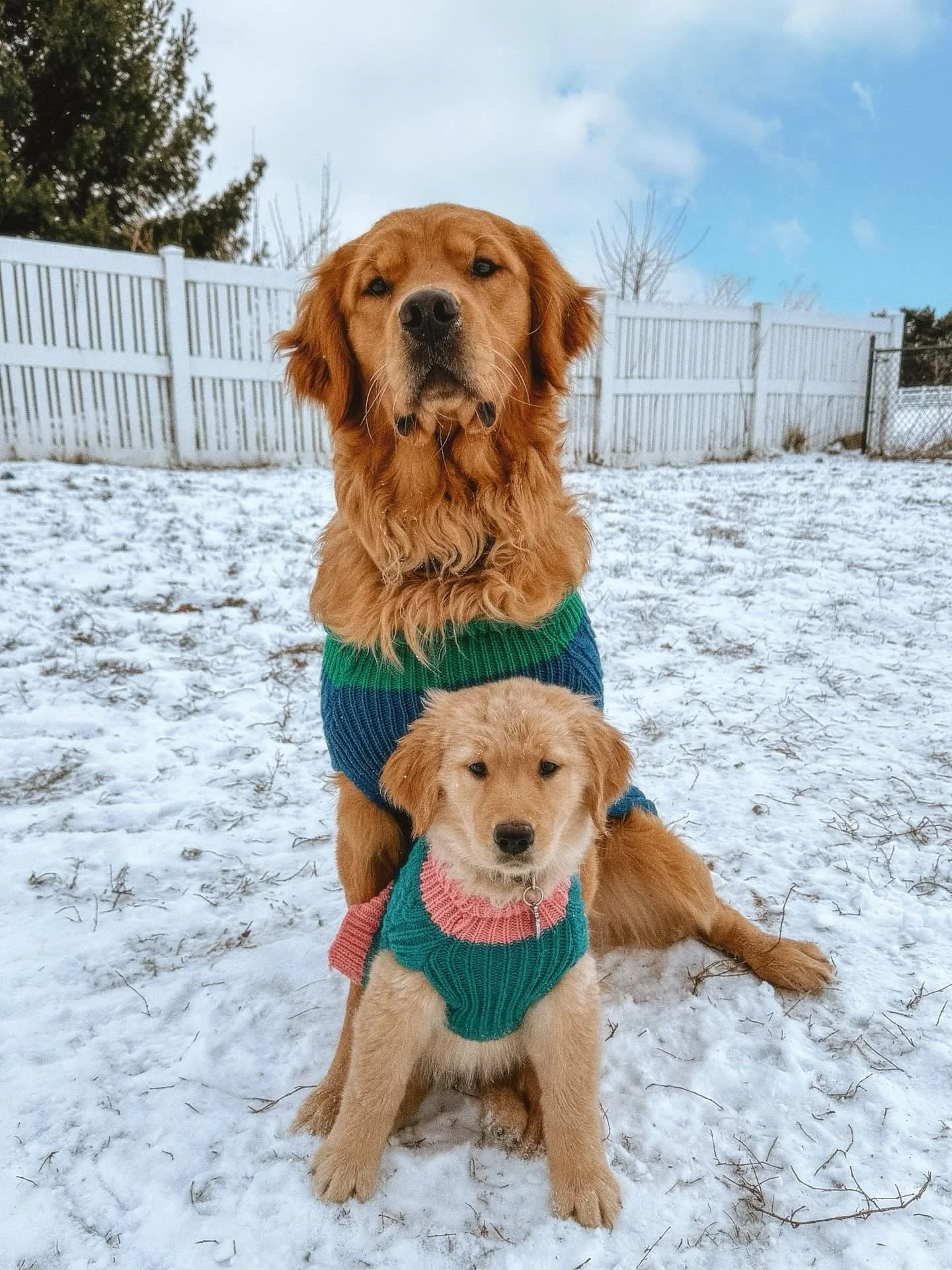 Milo and Sawyer 🤩 Full siblings from different litters. Love these two so much! It is SO fun having related doggos in our family and seeing how much they love each other! &hearts;️ [Milo, big pup | Bridgerton Litter | Indie x Gryffin | Sawyer, lil p
