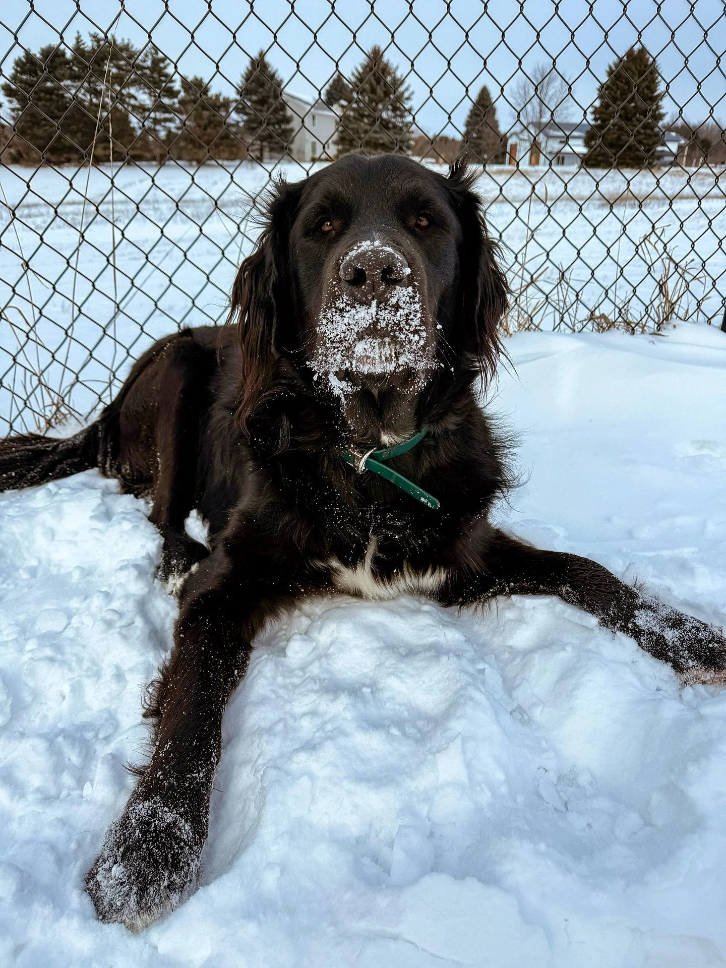 My Dutton. We are constantly in awe of this beautiful boy. Both his looks and personality are absolutely unreal. Could not love him more!! [Yellowstone Litter | Kimber x Gryffin]