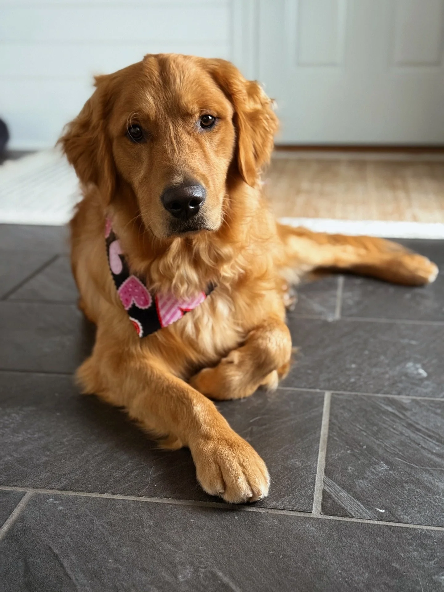 Happy Valentine&rsquo;s Day from the handsomest Aston! I hope every pup had a great day and got extra treatos! 🩷🐾 [Friends Litter | Oaklee x Gryffin]