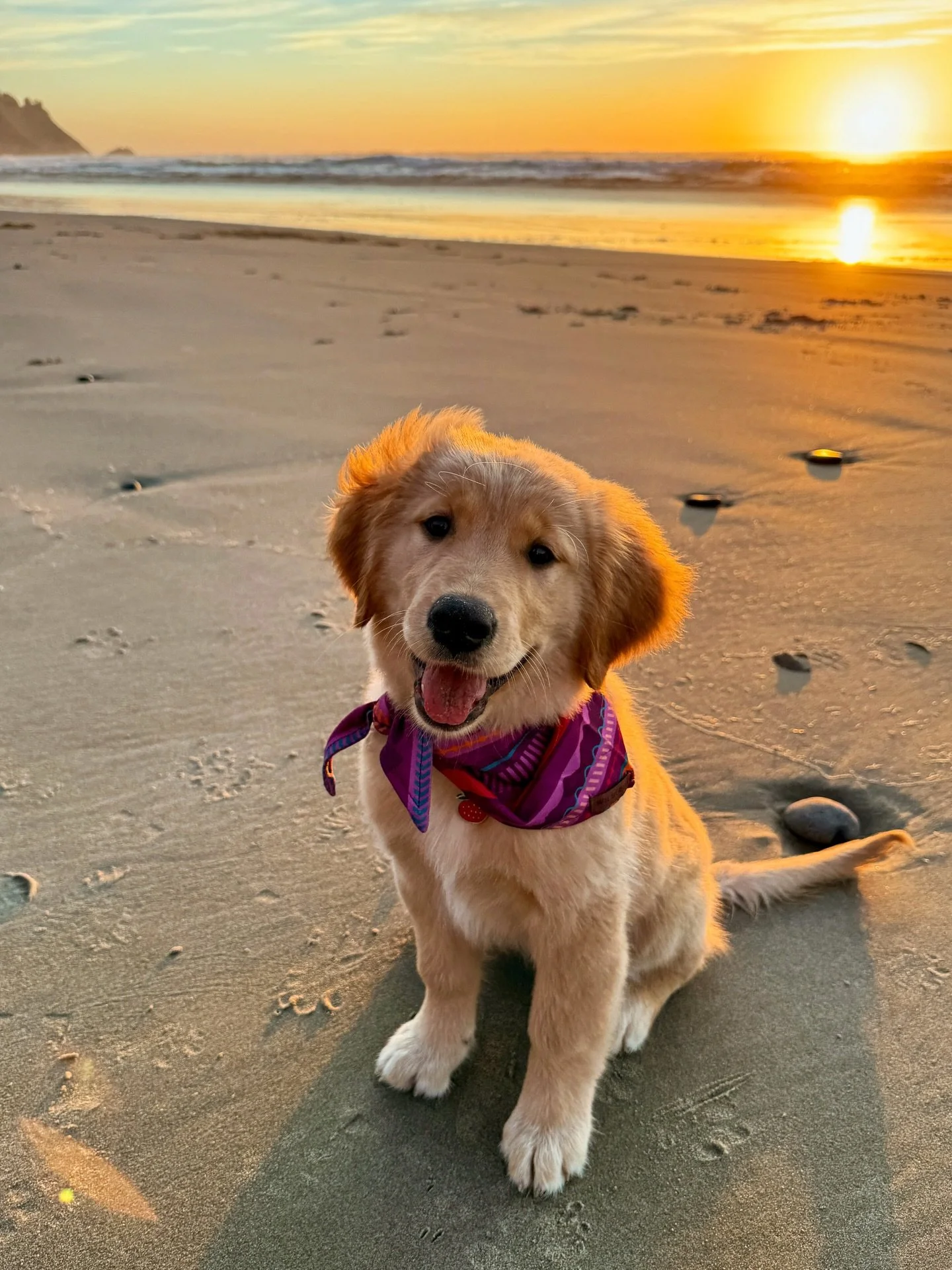 We had an amazing vacation and Milo and Sawyer had the time of their lives! Here are a few of my favorite photos of them 🤩 Thank you for your patience with me while we took some time off! I believe I&rsquo;ve responded to all calls, messages, emails