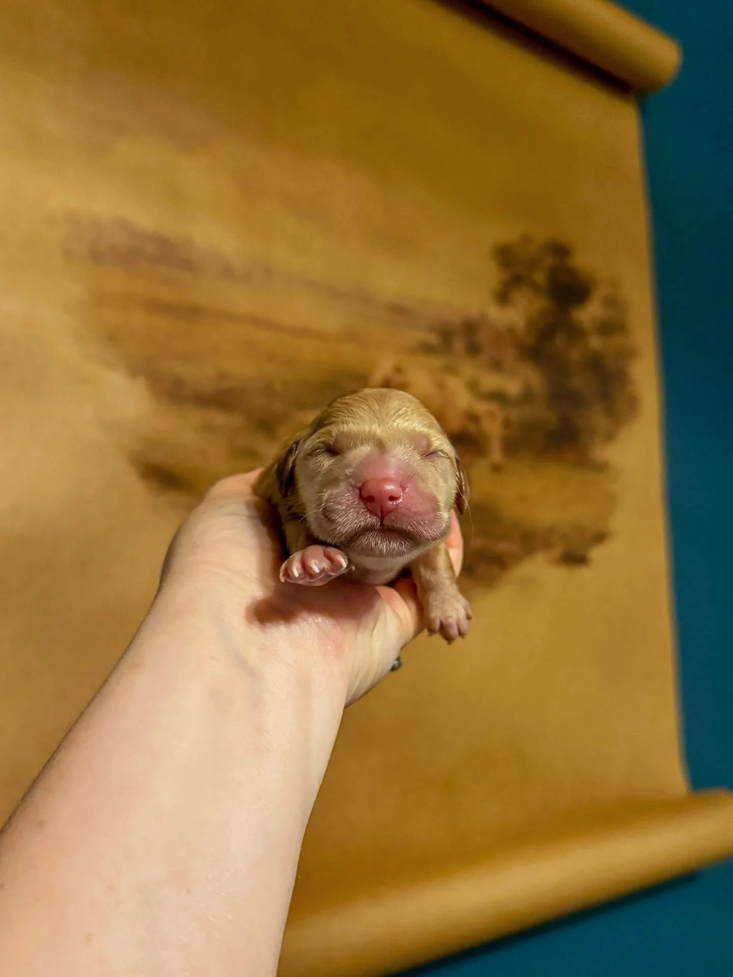 I have absolutely great news: it wasn&rsquo;t a false alarm this time!! They&rsquo;re here! Oaklee had 11 perfect puppies in 3 HOURS!! She is an absolute rockstar mama! Puppies all seem to be doing well! We do have one tiny girl but she appears stron