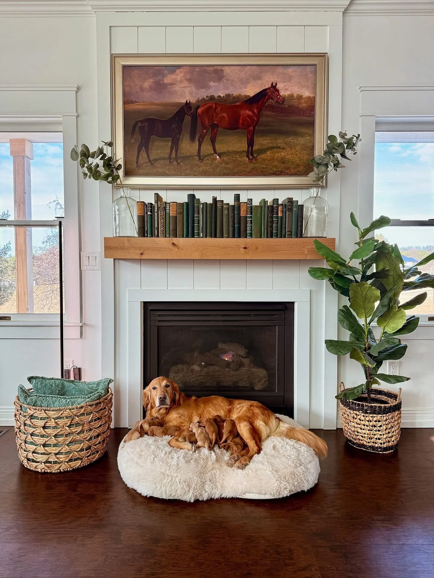 Oaklee and her puppies are doing so well!! 🥰 Mama Oak is the sweetest mom. We are so proud of our girl! Everytime she goes outside to go potty, she brings a new toy up to her puppies 🥹 I am busy over here soaking up every sweet puppy snuggle and so