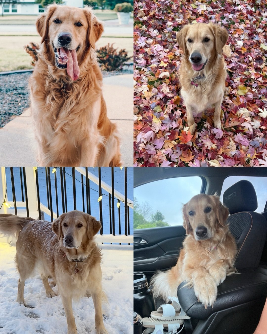 Happy 5th birthday to our Gilmore Girls Litter!!! Nothing is sweeter than seeing my babies age 🥲 You all are absolutely adorable and SO loved! Nothing makes me happier! I hope you partied hard yesterday, pups, and got lots of extra treatos!! Love yo