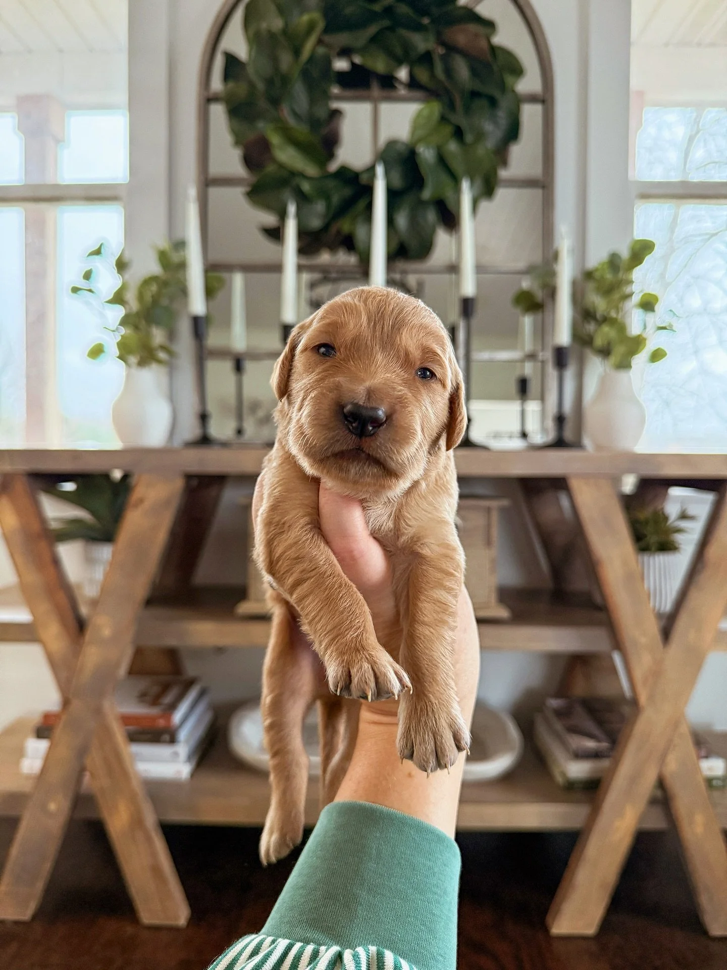 Happy 2 weeks to these absolutely adorable 11! Their eyes are open! Some fully and some are still just starting to peep open 🥲 Puppies are doing so so well! This is the start of my favorite stage! I absolutely love when their ears and eyes open and 