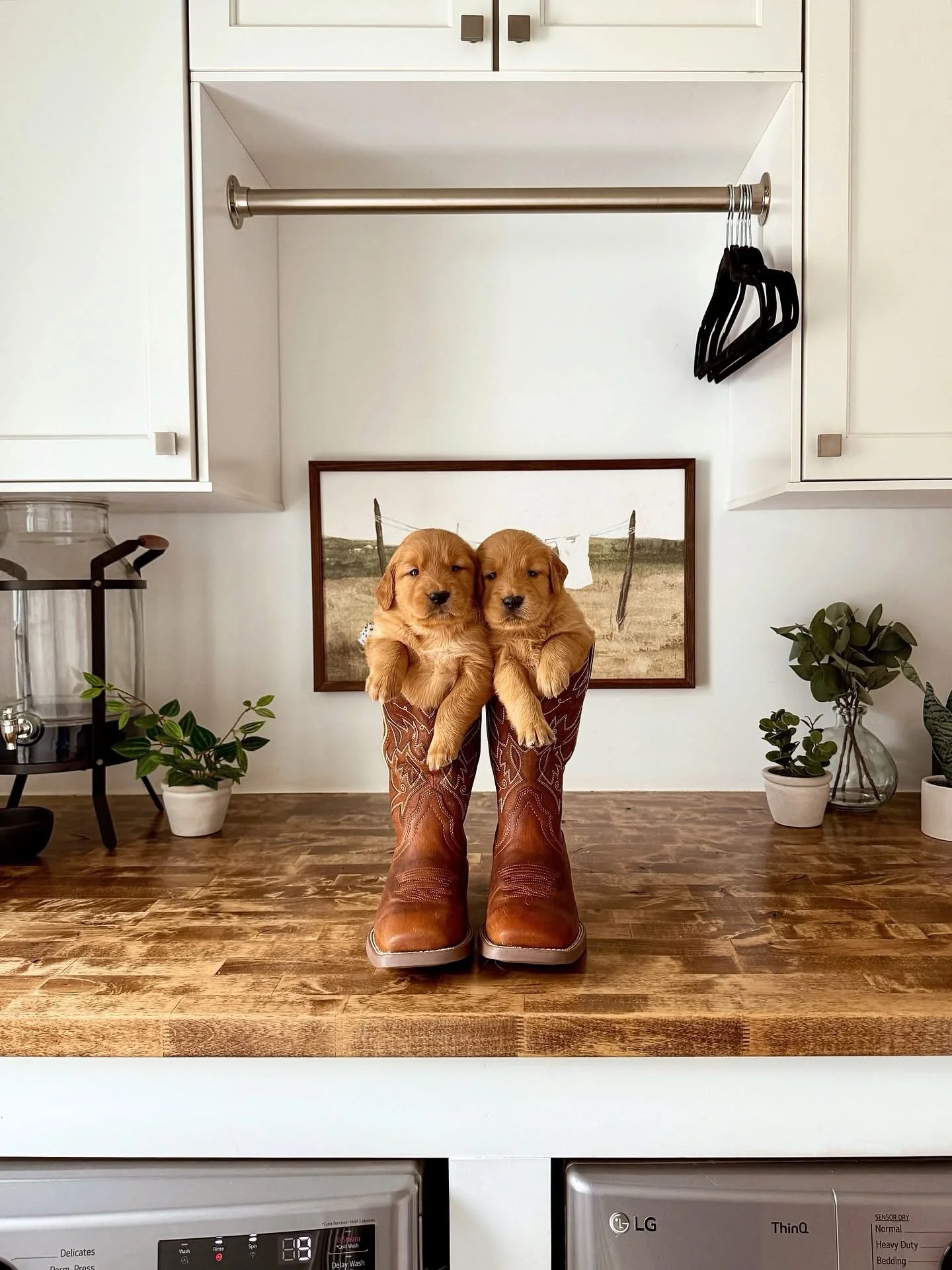 Happy 4 weeks (tomorrow) to these adorable 11!!! I cannot even handle how cute these photos turned out 🤭🐴🐾🤠 The first 3 boot photos are the girls and the last 3 boot photos are the boys ☺️ Puppies are doing great! They have started eating puppy m