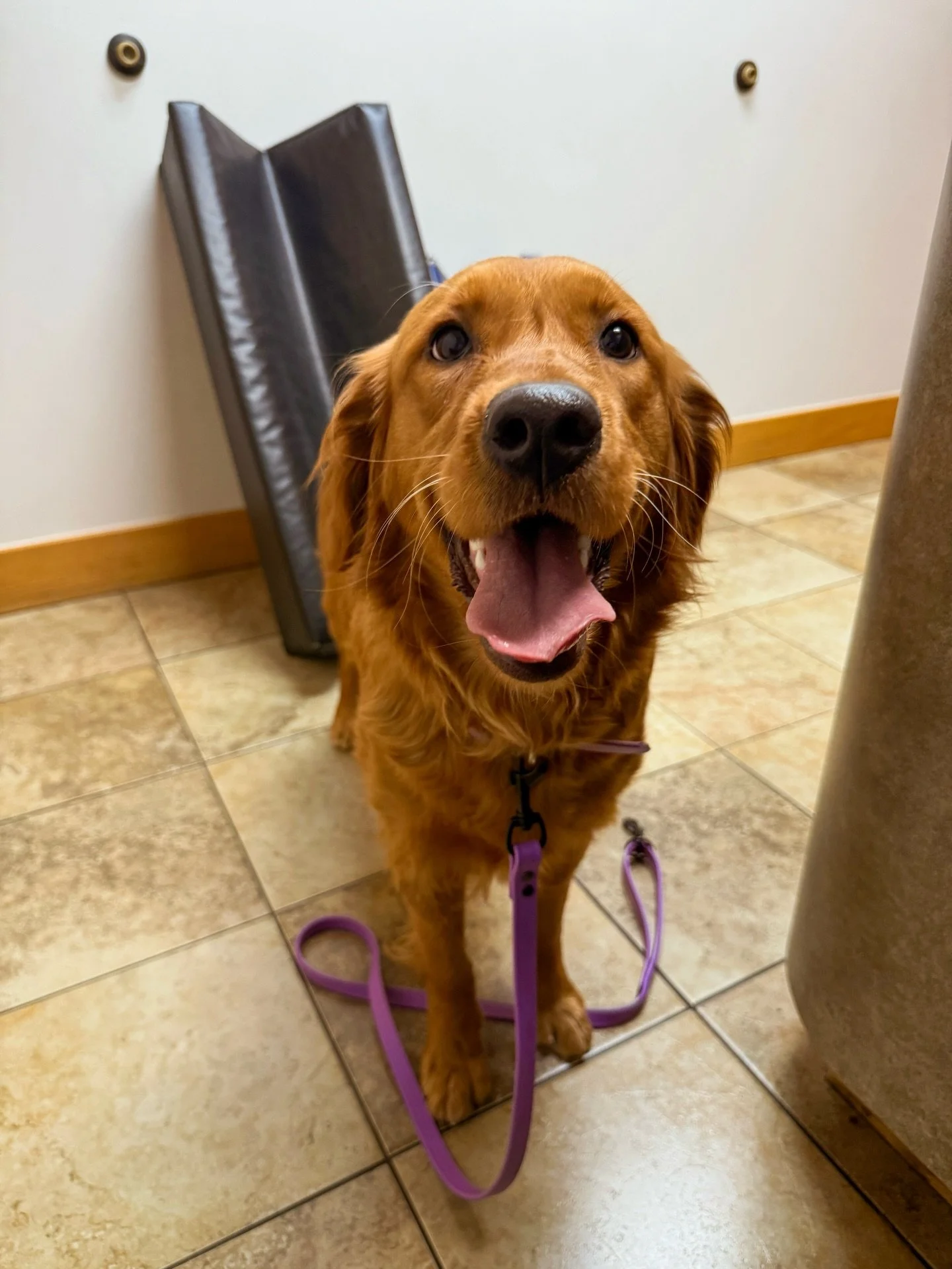 I am so excited to share that Harlowe and Brimsley and Kimber and Gryffin are pregnant!!!! I am sooo excited for 2 litters of Golden Mountain Dog puppies to be on their way to me! Kimber&rsquo;s will be black and white and Harlowe&rsquo;s will be tri