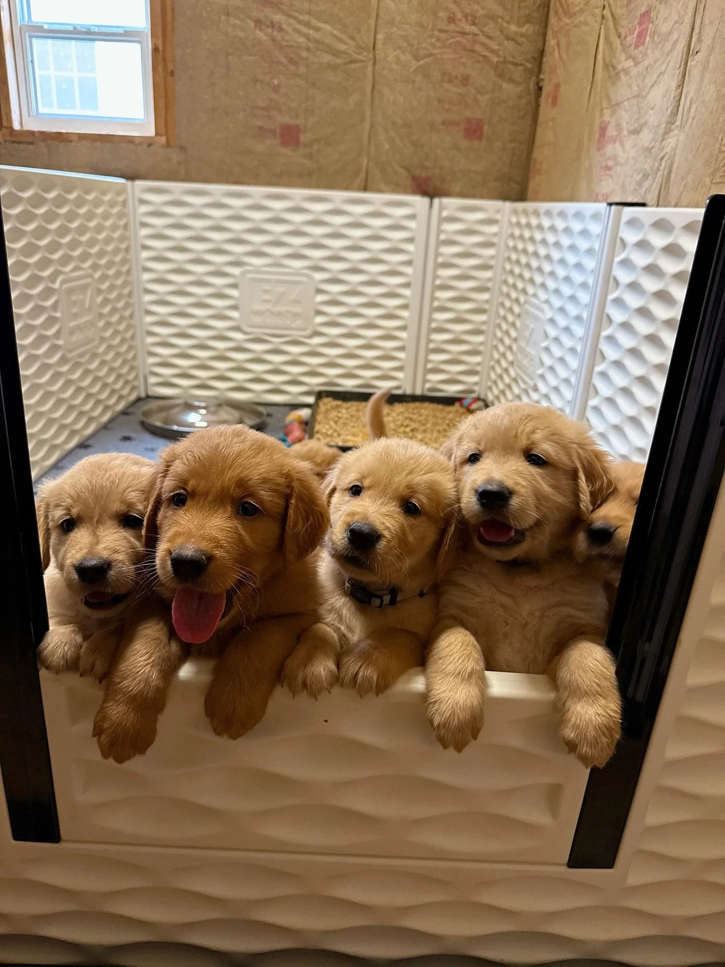 Individual photos coming soon!!! Puppies are doing so well and getting cuter by the day! They go to the vet on Tuesday for their 6 week check up and then I will reach out to schedule pick up times! Can&rsquo;t believe we only have a little over 2 wee