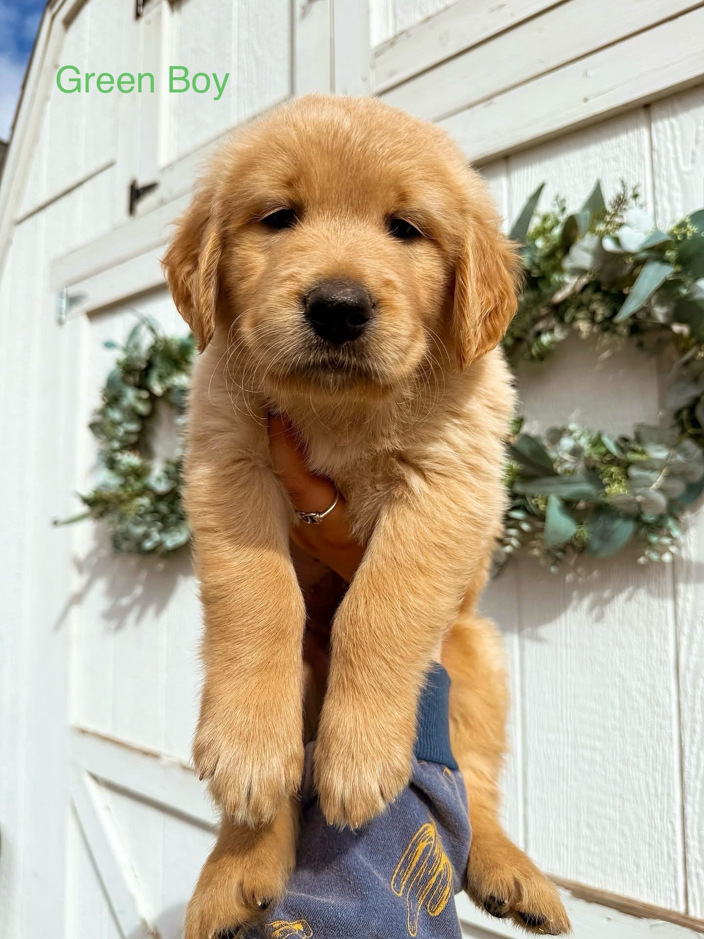 Happy 6 weeks (tomorrow) to these absolutely perfect babies!!! I am in love with their looks and color variation! They are all so sweet and snuggly, I can&rsquo;t even handle it! I can&rsquo;t wait for their families to meet them&mdash; I know they a