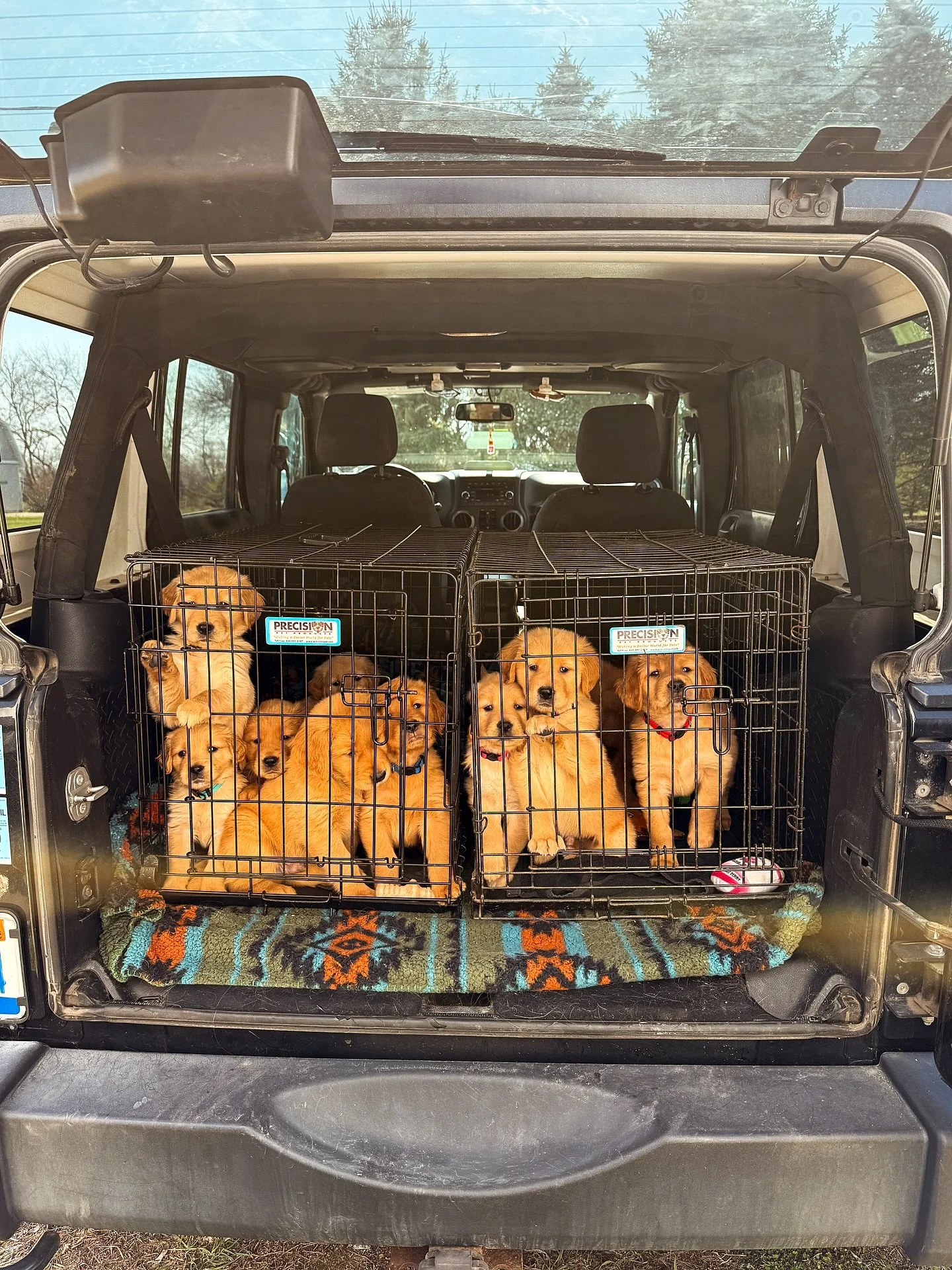 Puppies checked out perfectly at the vet today and were loved by everyone! It is so fun seeing how much joy my babies bring to people 🥹 Dogs are so so special ❤️&zwj;🩹 I will begin contacting families tomorrow to schedule pick up times! 2 more week