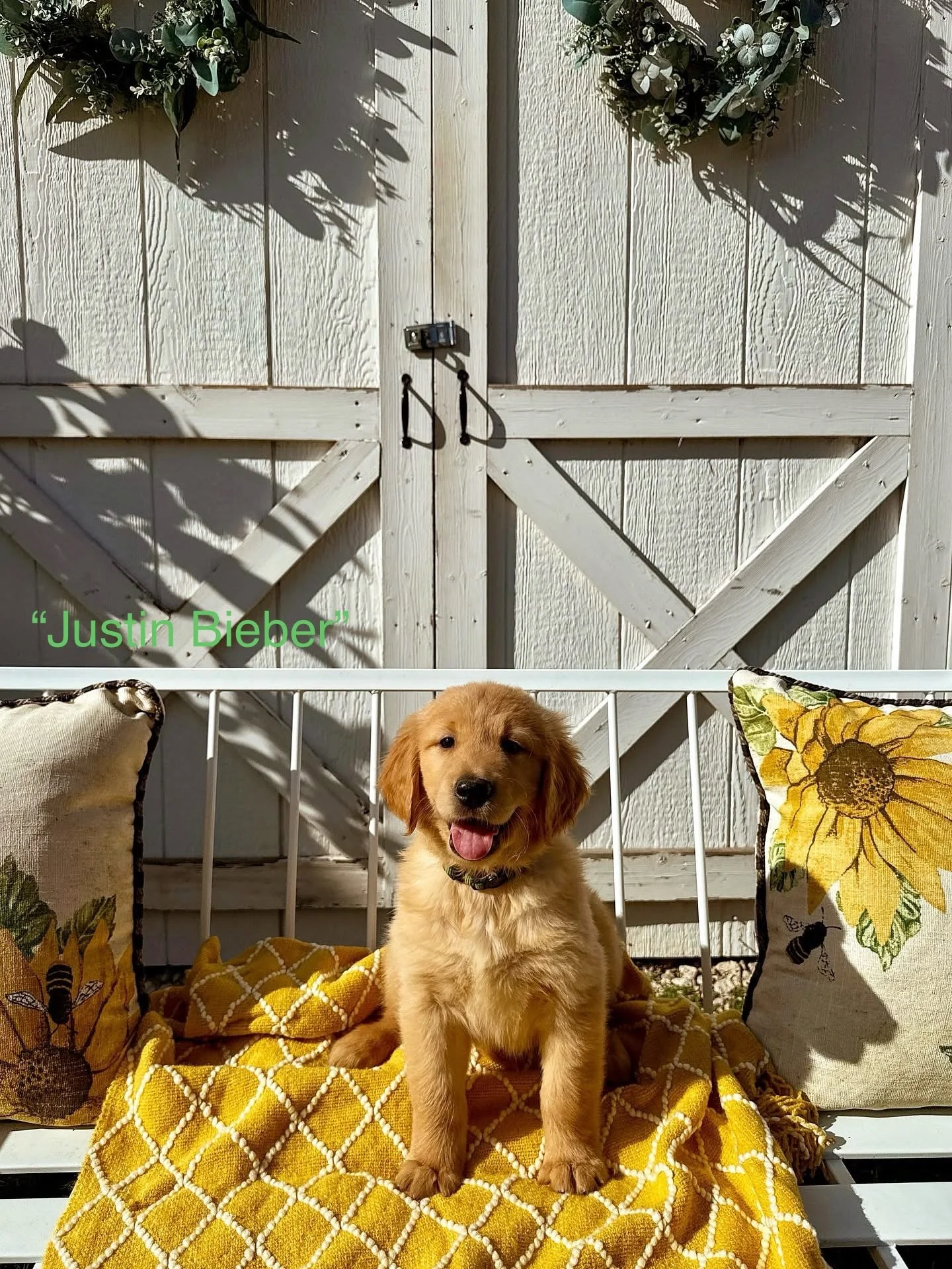 Introducing Roberds Farm&rsquo;s Coachella Litter!!! 💛🐾✨ 7.5 weeks old and absolutely adorable! I love this litter so much. They get to meet their people this week and I know they&rsquo;re going to make their families the absolute happiest 🥰 Who i