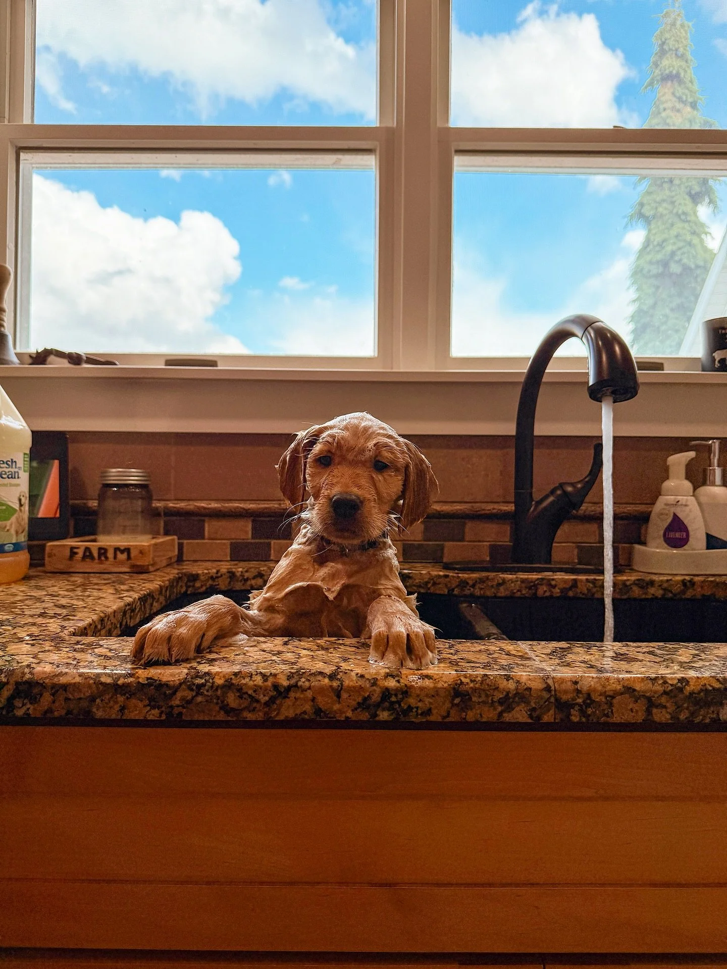 Puppies got baths and take home bags are packed! The babies are getting ready to meet their forevers! 🤩&hearts;️