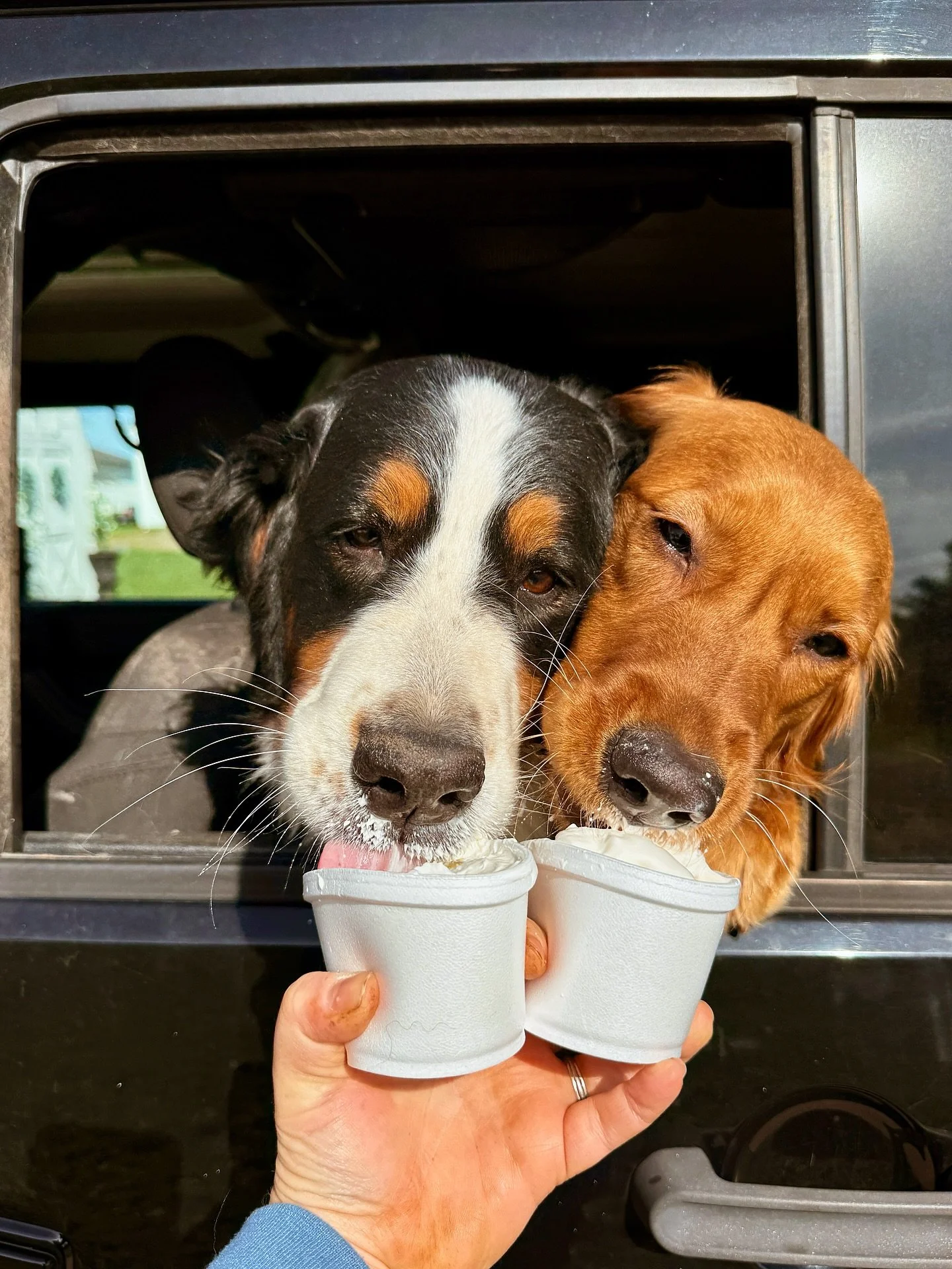 Harlowe and Kimber had their puppy count X-rays today! Eeee!! How many puppies do you see in each X-ray?! Harlowe&rsquo;s is first and Kimber&rsquo;s is second! I will update this post in 24 hours with the answers!! The countdown is on 🤩🎉🐾&hearts;