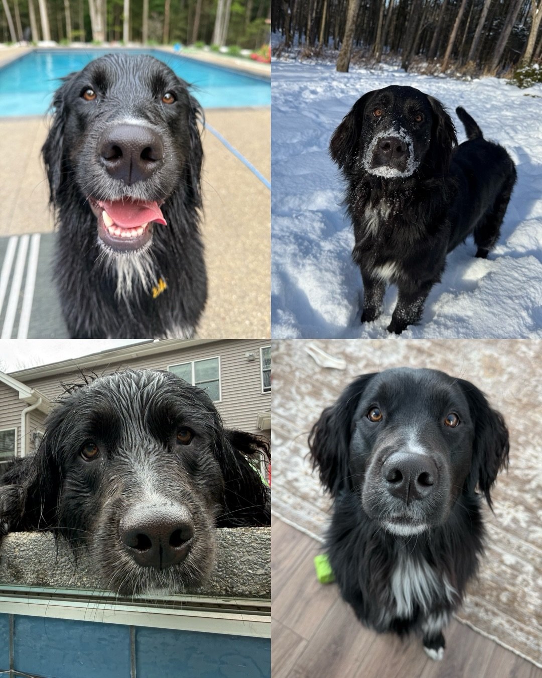 Happy 2nd birthday to our Bear Litter!! I heard nothing but how much your families adore you today and nothing makes me happier 🥹 Kimber and Gryffin pups are hard to beat &mdash; they are truly the best pups! Happy birthday, babies! Hope you got lot