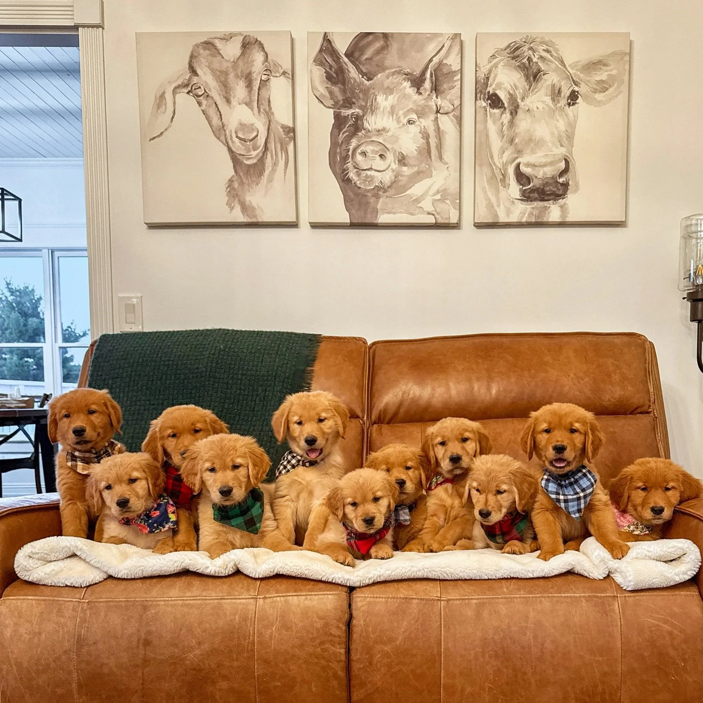 Happy 8 weeks to my Coachella Litter! You 11 have been so good for my heart. I loved every minute we spent together! Be good, babies! Love you 11 forever!! &hearts;️🐾✨