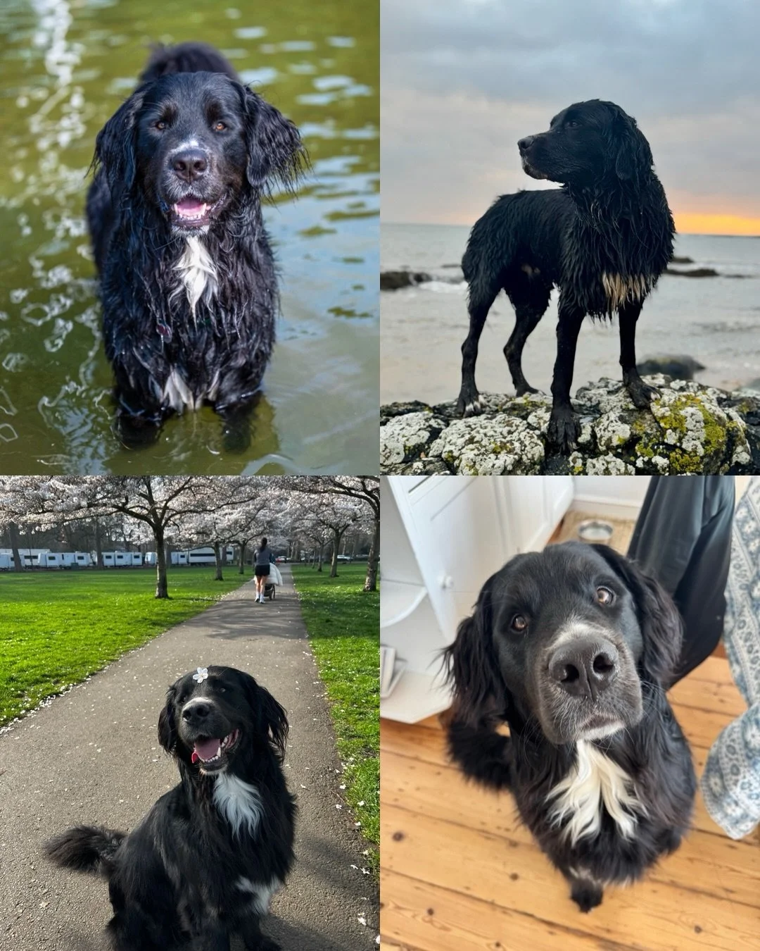 Happy 3rd birthday to our Yellowstone Litter!! What special pups&mdash; I hear nothing but how perfect you all are and I know that&rsquo;s true thanks to my Dutton boy. If you follow me on my personal page, you know we had to unexpectedly say goodbye