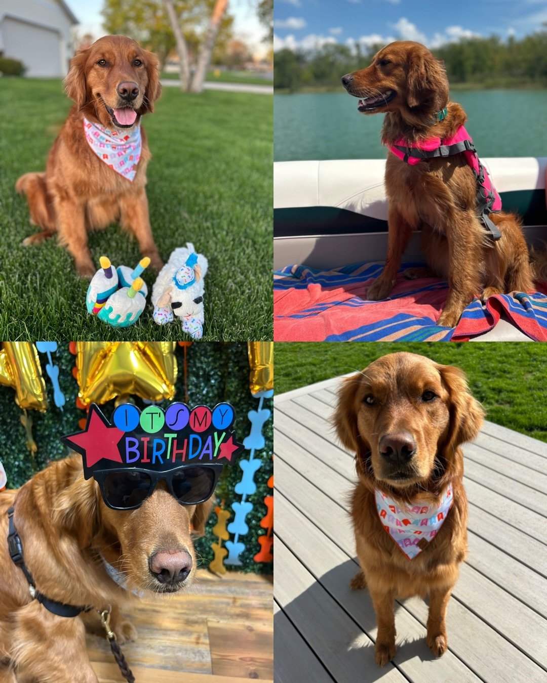 Happy 3rd birthday to our Taylor Swift Litter!!! 🎉 You all are so beautiful and loved!! I hope you had the best day pups, and got lots of extra treatos!! [Oaklee x Gryffin]