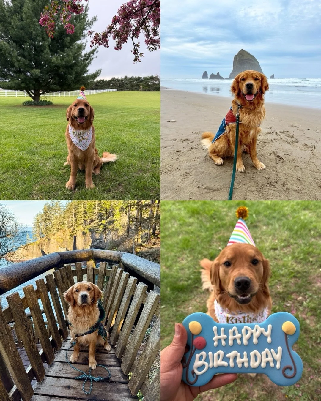 Happy 2nd Birthday to our Bridgerton Litter!!! This litter is extra special because our boy Milo is from this litter 🤩 He is the bestest boy and is going to carry on his dad&rsquo;s, Gryffin&rsquo;s, legacy as a future stud for us. He will have the 