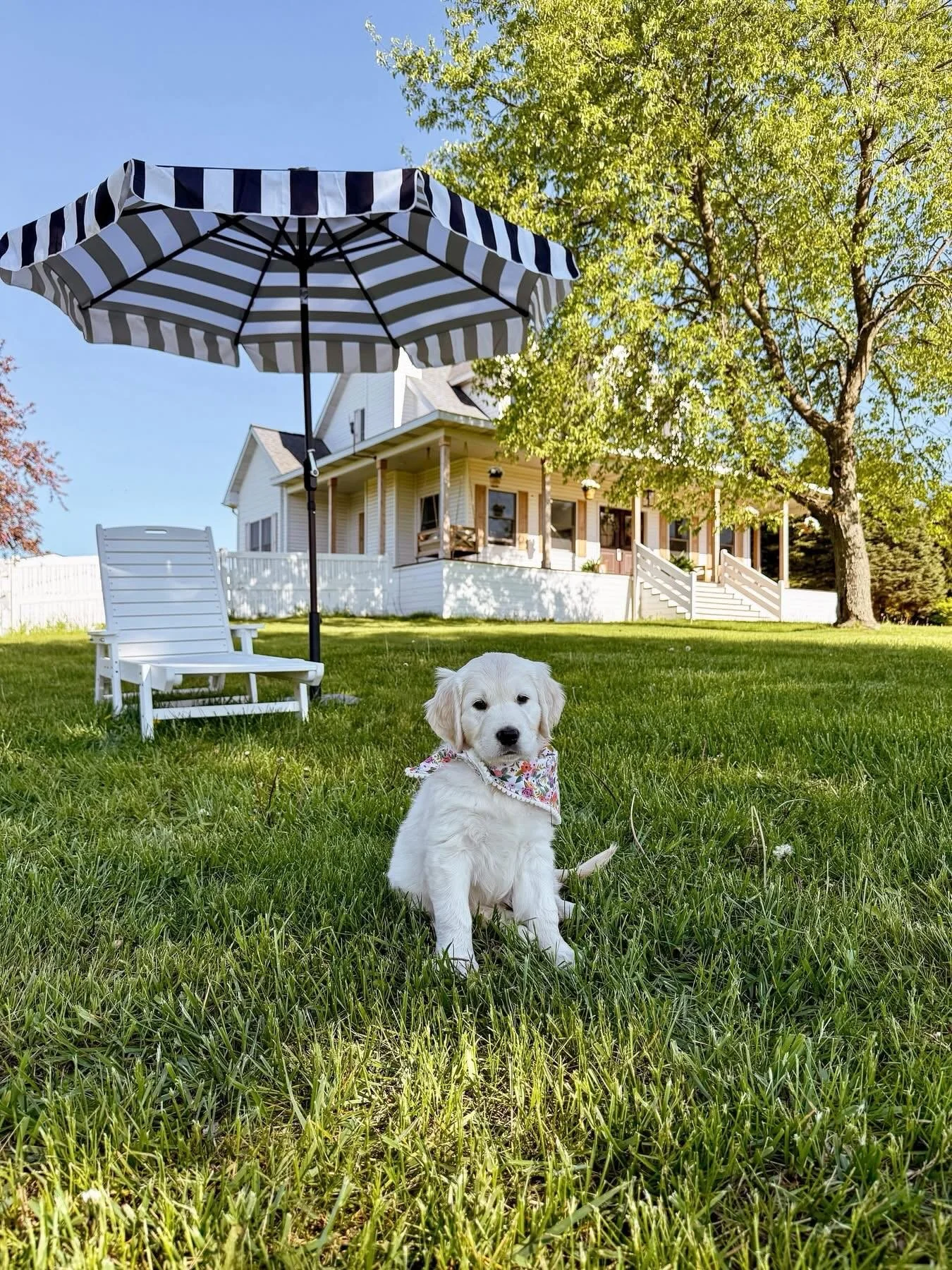 Surely you didn&rsquo;t think I didn&rsquo;t have a grand plan for my Golden program since all of my Goldens will be retiring within the year 🥹🤭 Everyone meet Maven! One perfect English Cream Golden Retriever to add to my program to add in her gorg