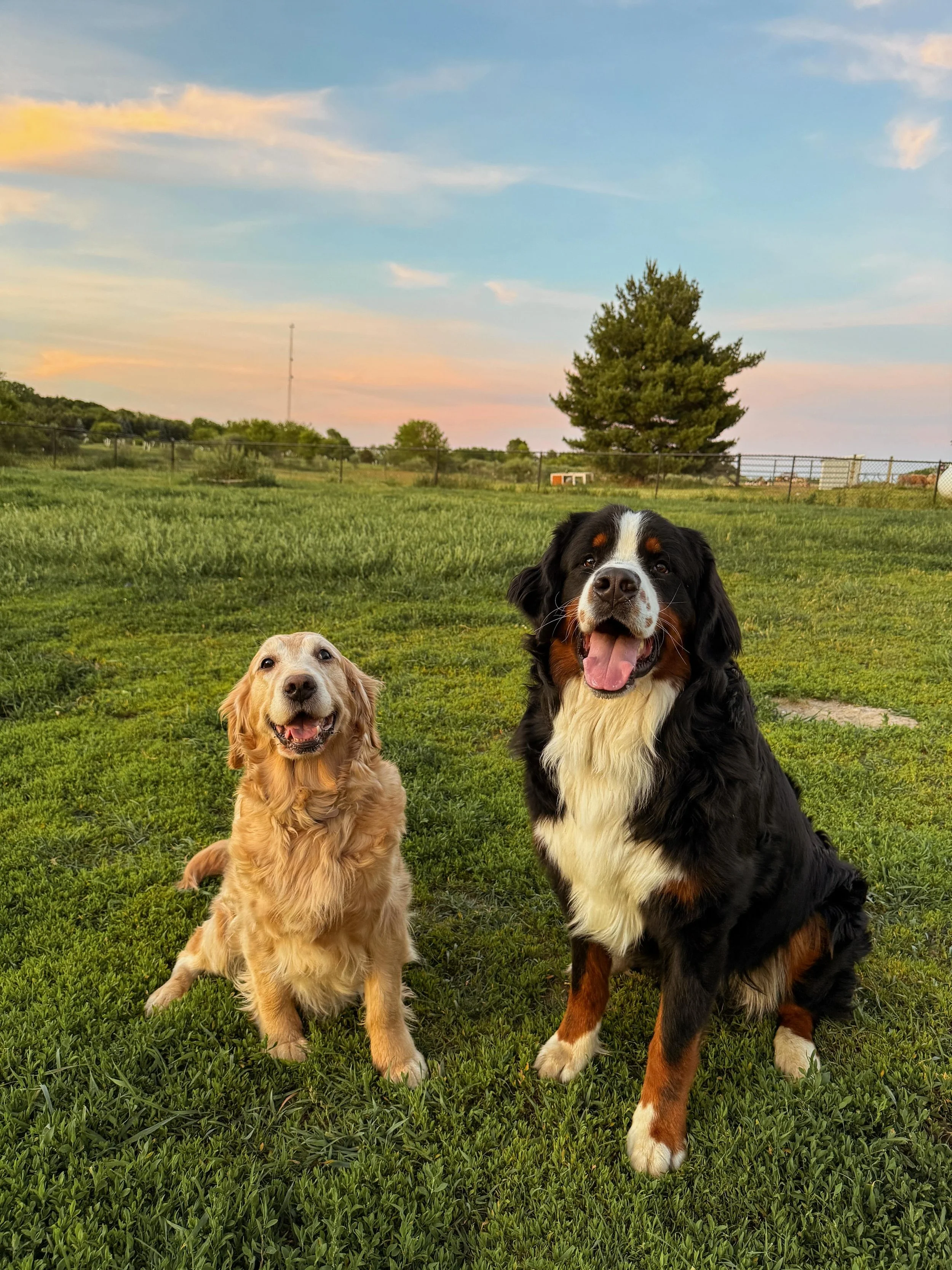 Indie and Brimsley are soooo excited to share that they are expecting puppies around July 4th!!!! This is Indie&rsquo;s first litter of GMDs and I am so excited to see what her puppies will look like! She carries the gene where each puppy has a 50% c
