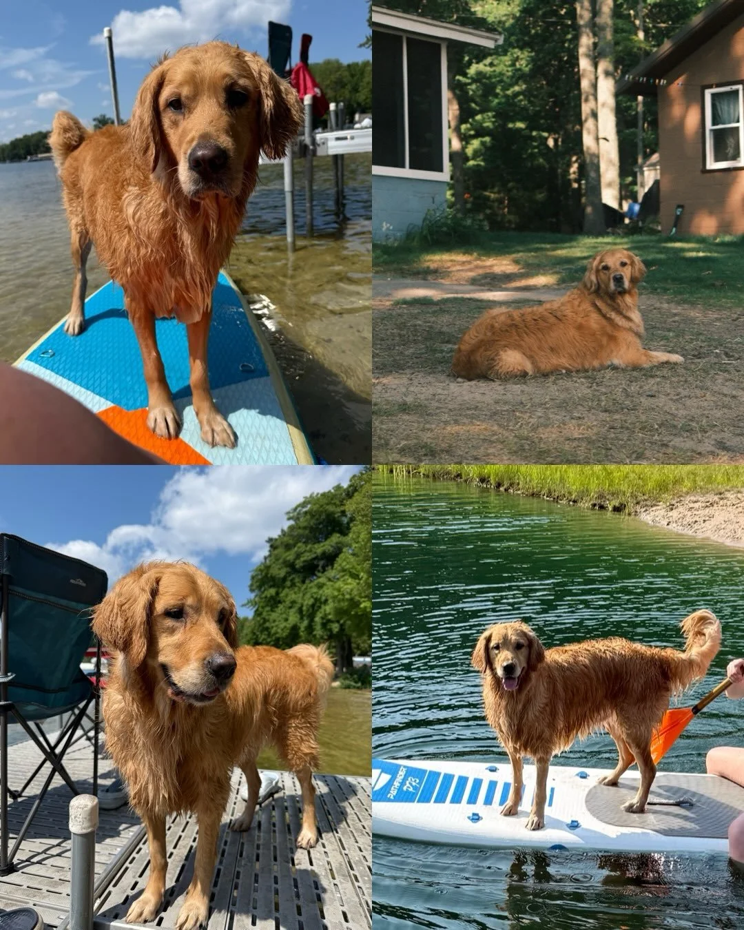 Annnnd August 30th is a special day because it&rsquo;s TWO of our litter&rsquo;s birthdays! Happy 4th Birthday to our Twilight litter!!! The most beautiful puppies in the world, I swear! This birthday is bittersweet because I received news at the beg