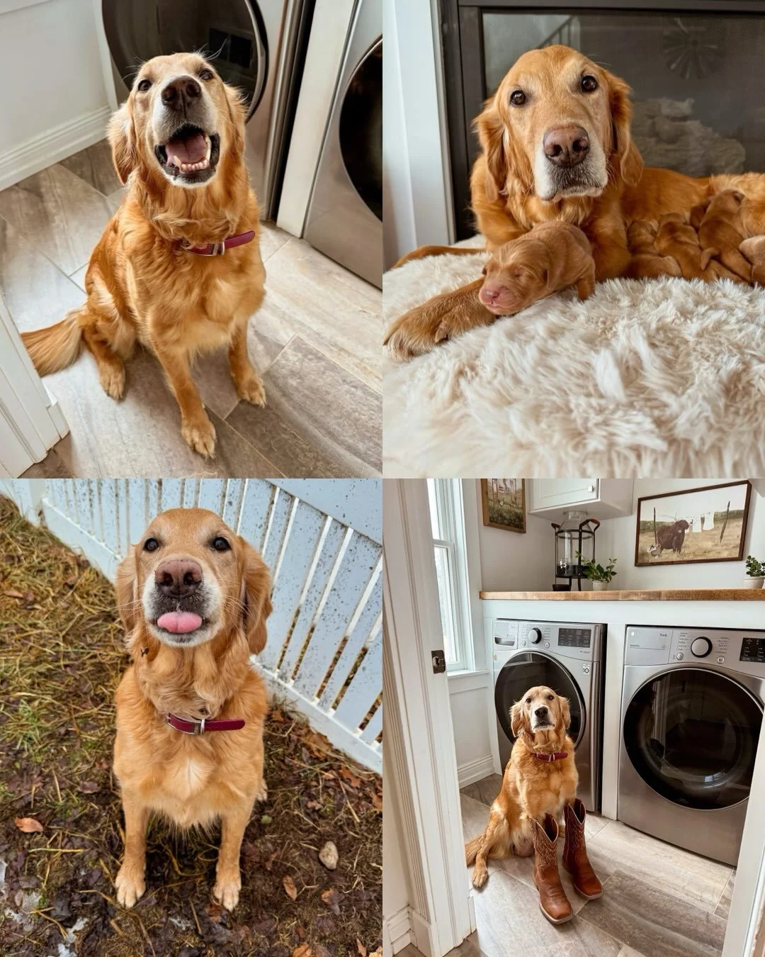 Happy Birthday to our Halloween Villains Litter who turned 5 on August 30th!!! Forever a special litter because we kept our Oaklee girl from this litter who is one of our sweet mama&rsquo;s here 🥰 She is the best girl and puppy mom, absolutely loves