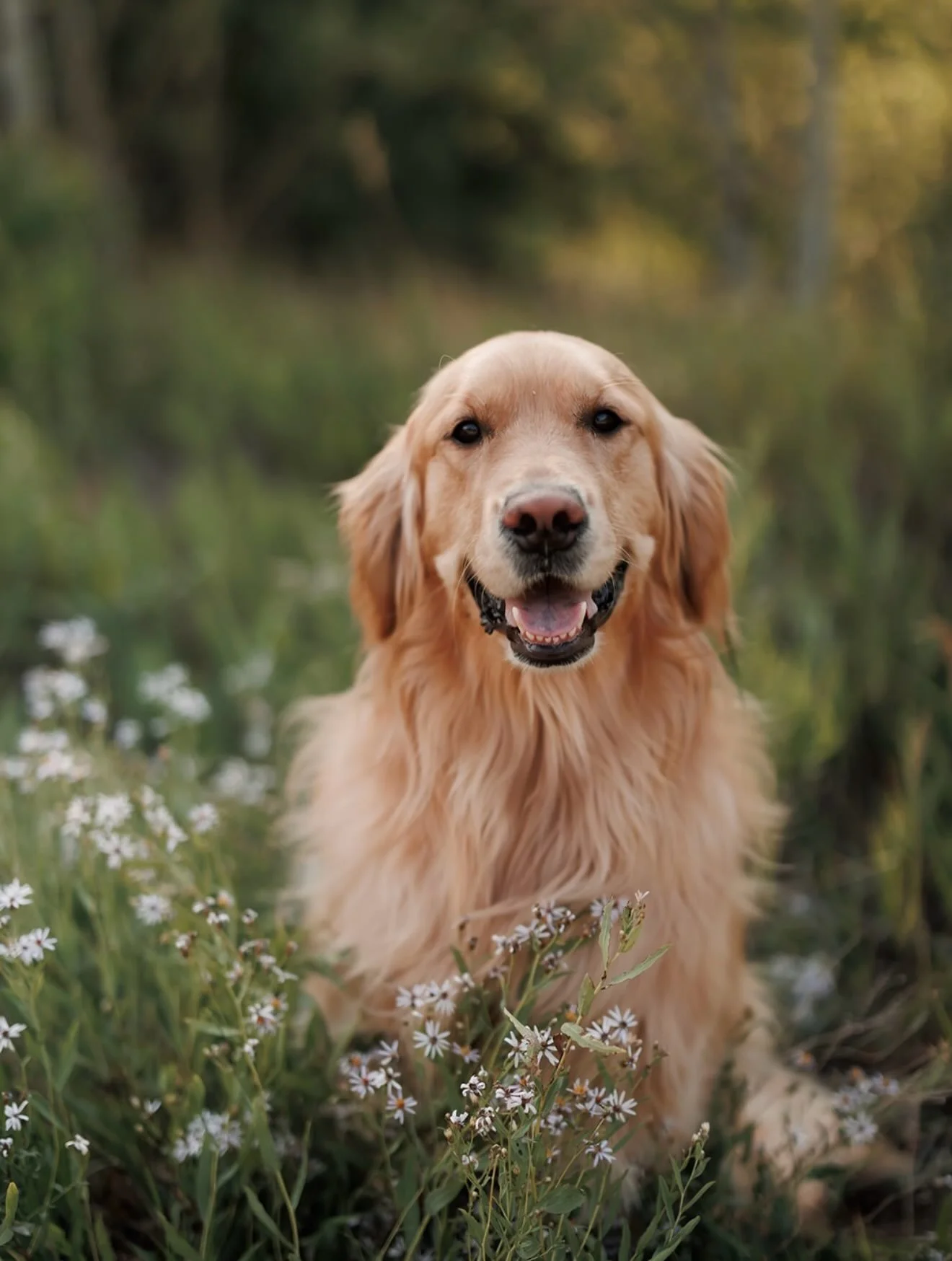 Handsomest Leo 🤩 Thanks for sharing @brittsiemik! These photos are absolutely stunning!! And so is he!! &hearts;️ [Home Alone Litter | Indie x Gryffin]