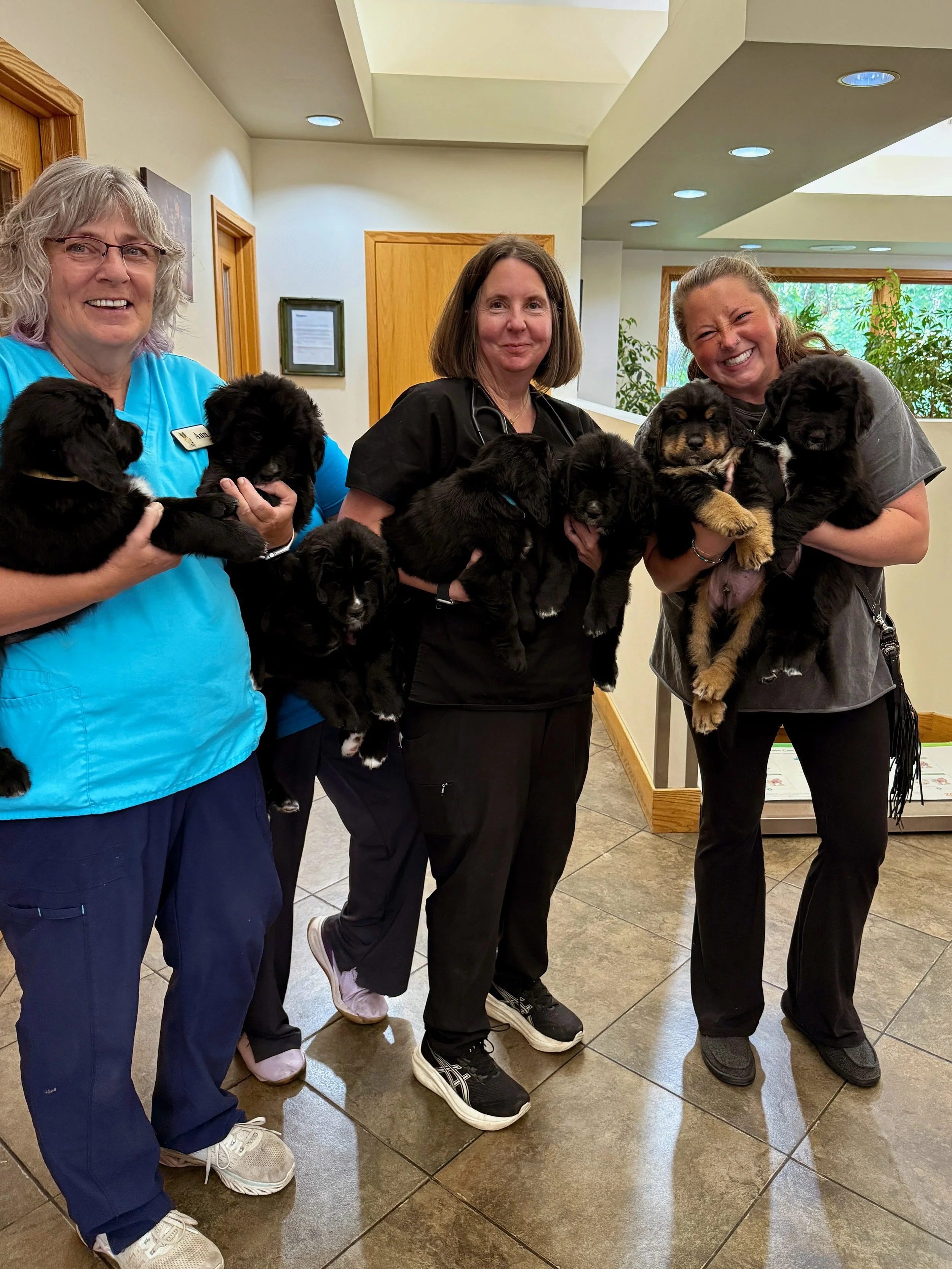 The puppies checked out perfectly at the vet yesterday and got so many snuggles and so much love! So lucky to have the absolute best Veterinarian and Vet Clinic in the world! I am scheduling puppy pick ups currently and we&rsquo;re in the homestretch
