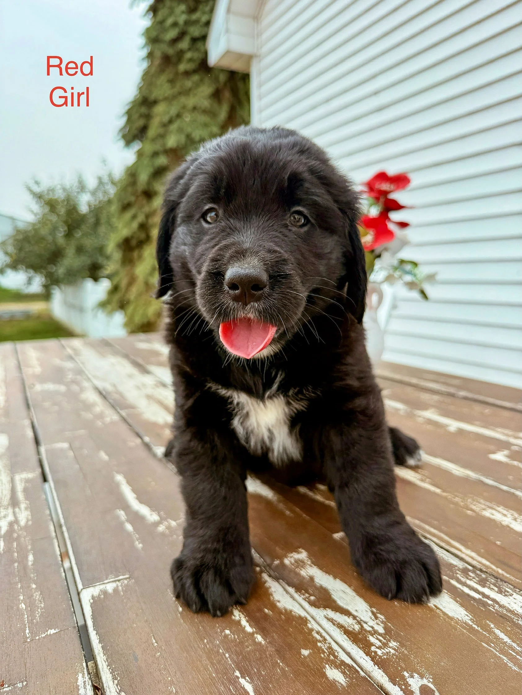 Happy 6 weeks (yesterday!) to Indie and Brimsley&rsquo;s Golden Mountain Dog litter! They are growing so fast and are already absolute potatoes&mdash; I know these puppies are going to be giant and so stunning 🤩 They are finding their little persona