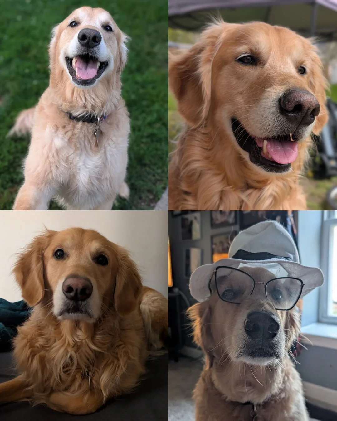 Happy 6th birthday to my Hocus Pocus Litter!!!! 🥳&hearts;️🐾 Lots of you have little human siblings now and I hear about how sweet and gentle you each are with them 🥹 Truly the sweetest thing to hear! You all are so loved and just getting cuter wit