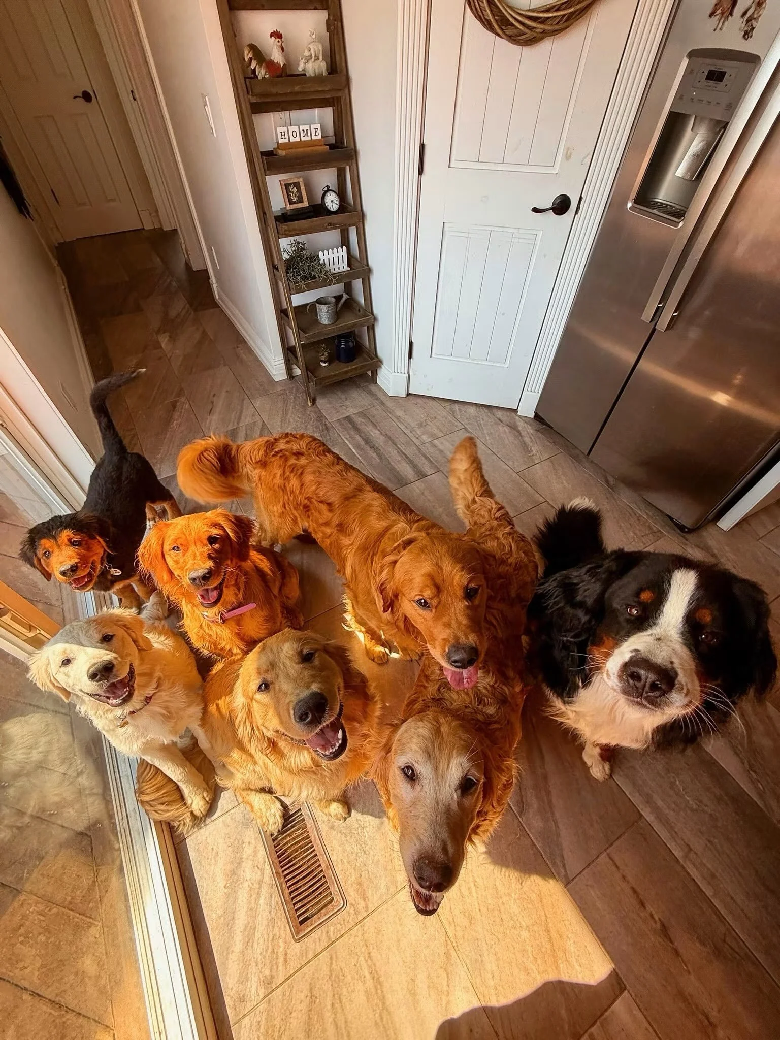One of the things that separates me from most breeders is the fact that all of my dogs live in our house with us and are part of our family. They go on vacations, up north to our cabin and sleep in our bed. They are my heart! I love that families get