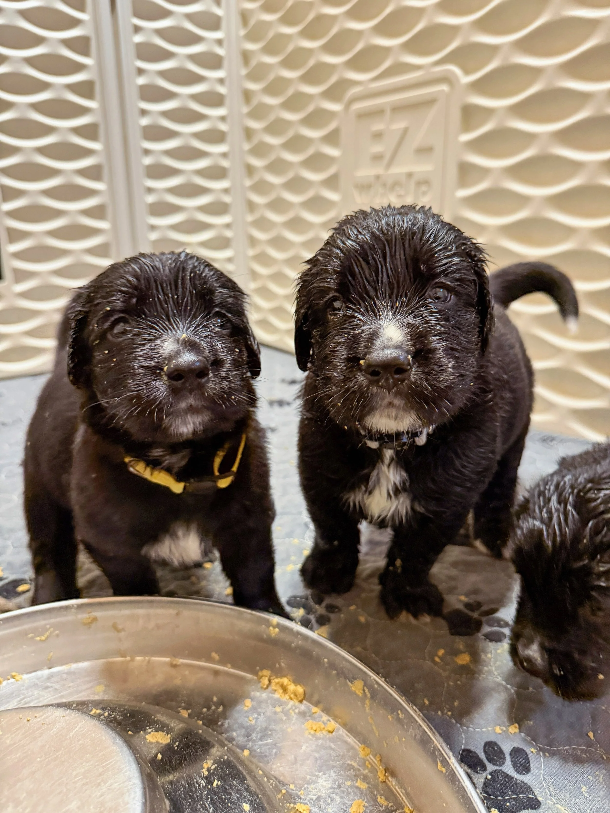 Some first-time-eating cuteness for you from last week 🤩 Always one of my favorite days because they aren&rsquo;t quite sure what to do with their excitement over the new yumminess and usually end up swimming in it 🤣 Puppies are the cutest!! Love t