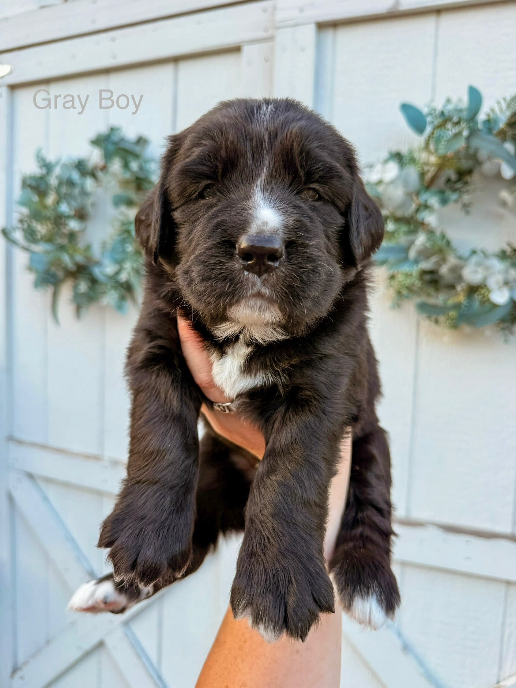 Happy 4 weeks to Indie and Brimsley&rsquo;s litter of perfect Golden Mountain Dog puppies!!! They are the cutest chonks ever! Any puppy Indie has I am forever obsessed with 🥲 Puppies are doing great and growing so fast! They love their food, have be