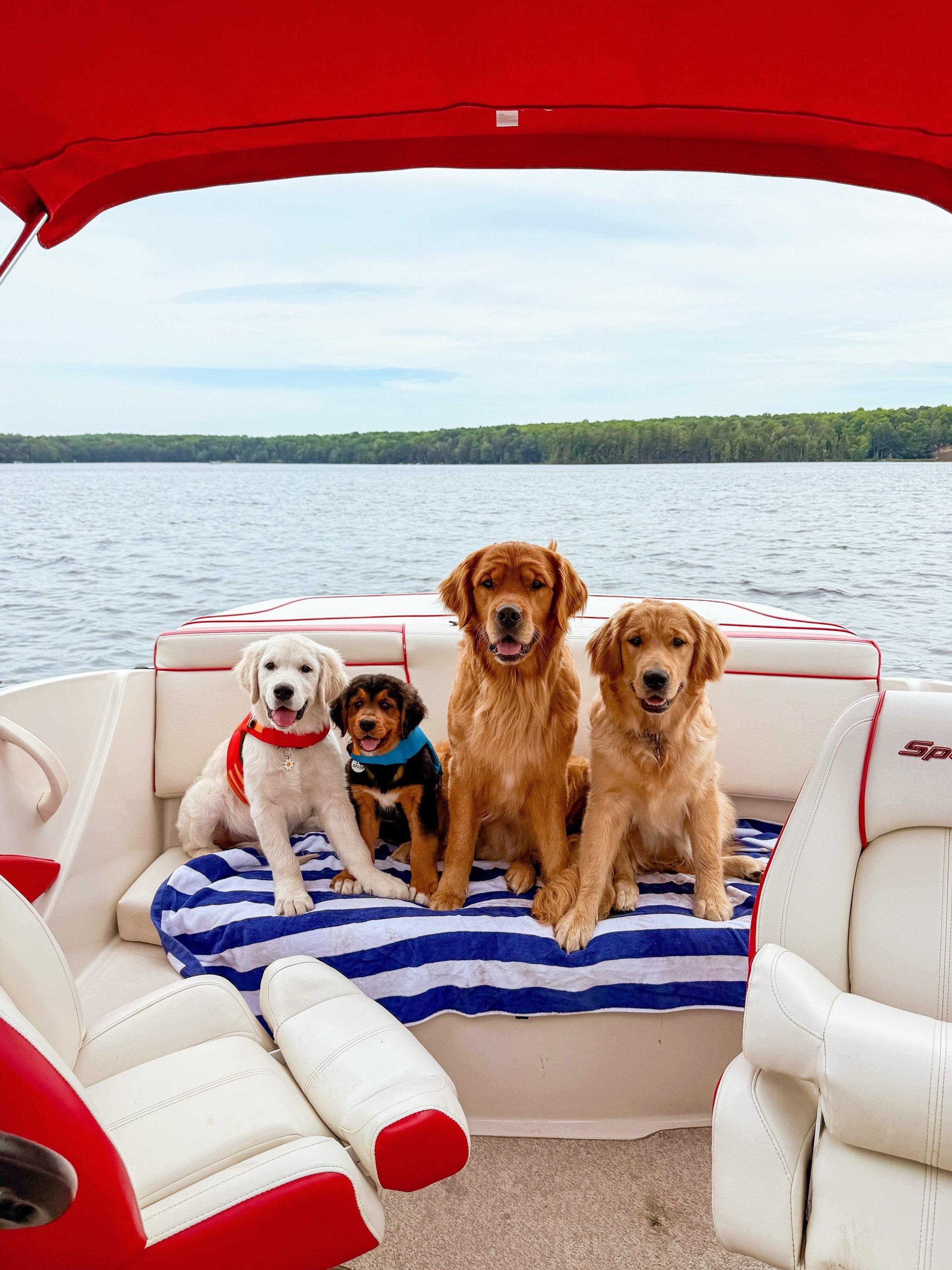When I vacation, so do they 🤩 Had a blast up north for a week with 4 of my youngest babies! Huuuge shoutout to my husband, Joshua, who watched Indie and her puppies for me and did ENS with them everyday so I could have a little break 🥲 Home and ref