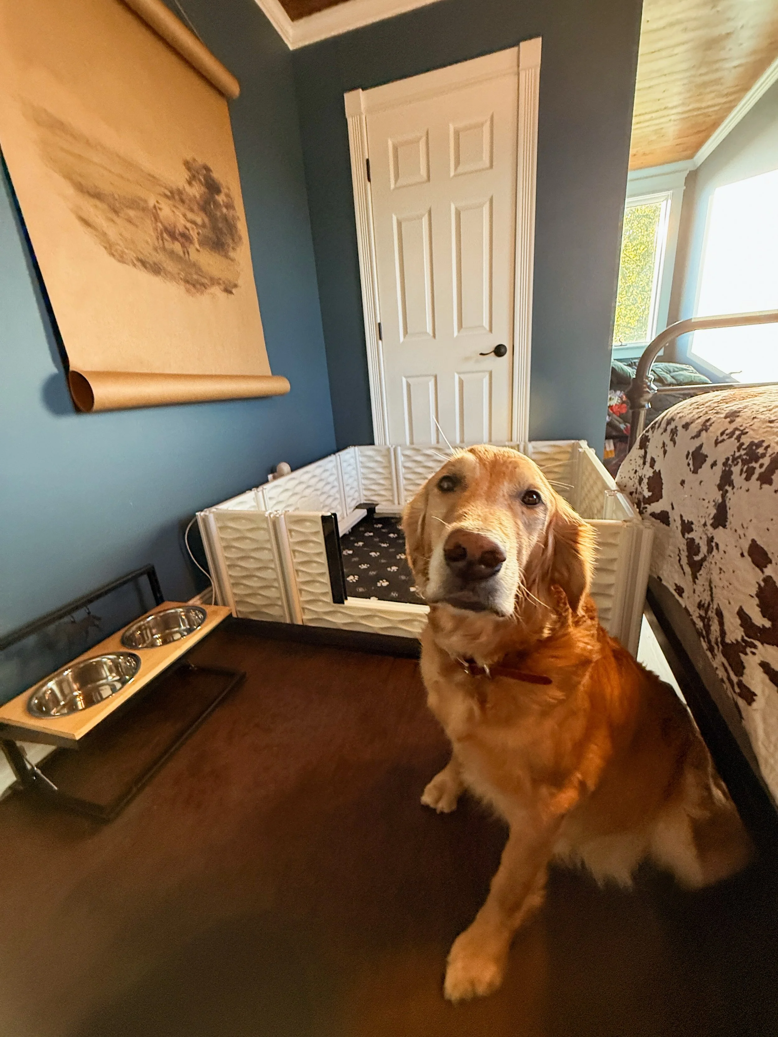 We are expecting puppies from Oaklee and Gryffin any day now! Don&rsquo;t tell her that though because crazy girl is still begging to play fetch everyday 🤪 Her room is set up for her and we are so excited!! How many puppies do you see in her X-rays?