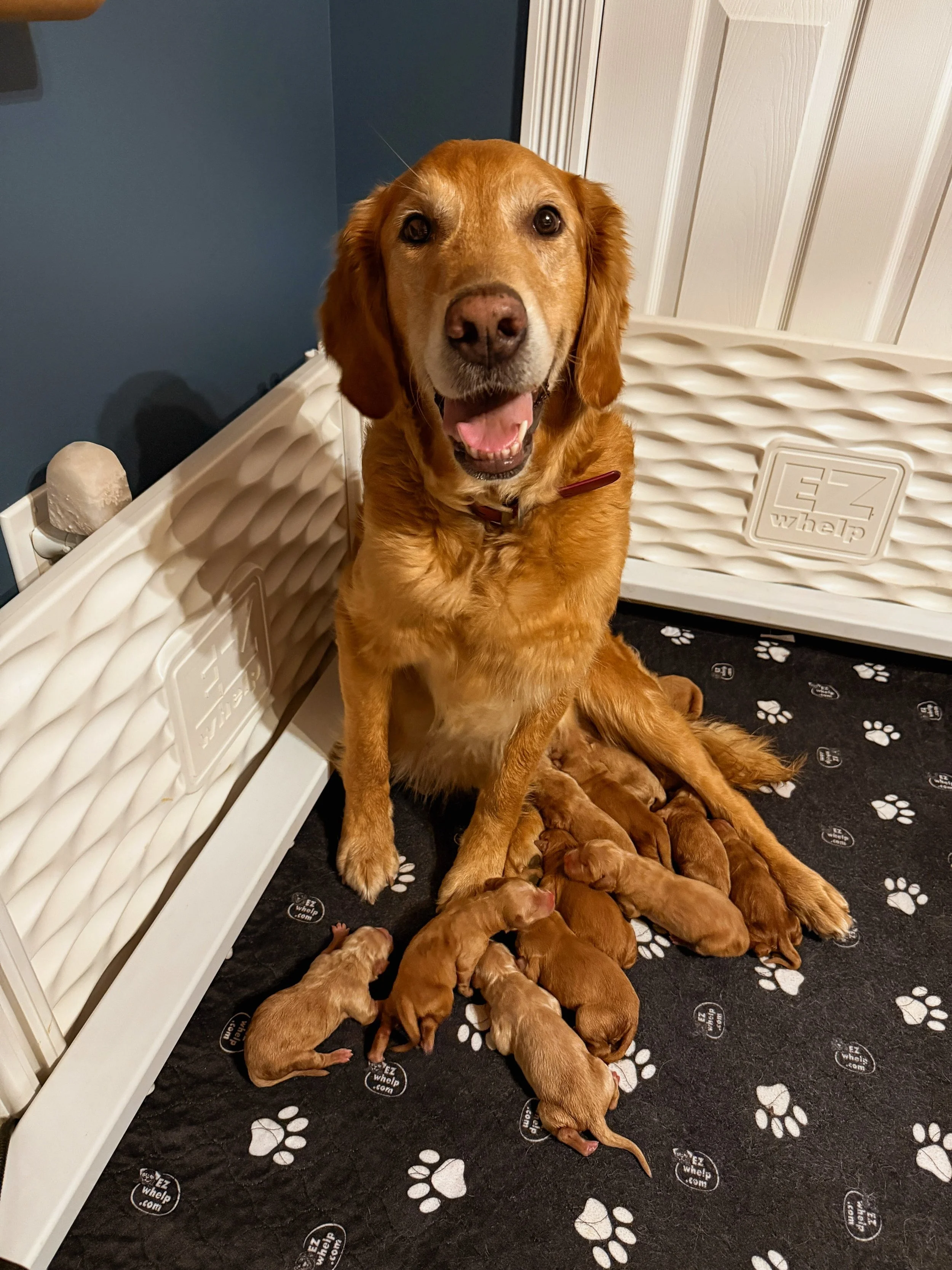I am sooo excited to share that Oaklee had 13 perfect puppies early this morning!!! In almost 10 years, this is my biggest litter to date and I am so excited!! Oaklee is so incredible&mdash; she made it look easy! Mom and puppies are doing great! The