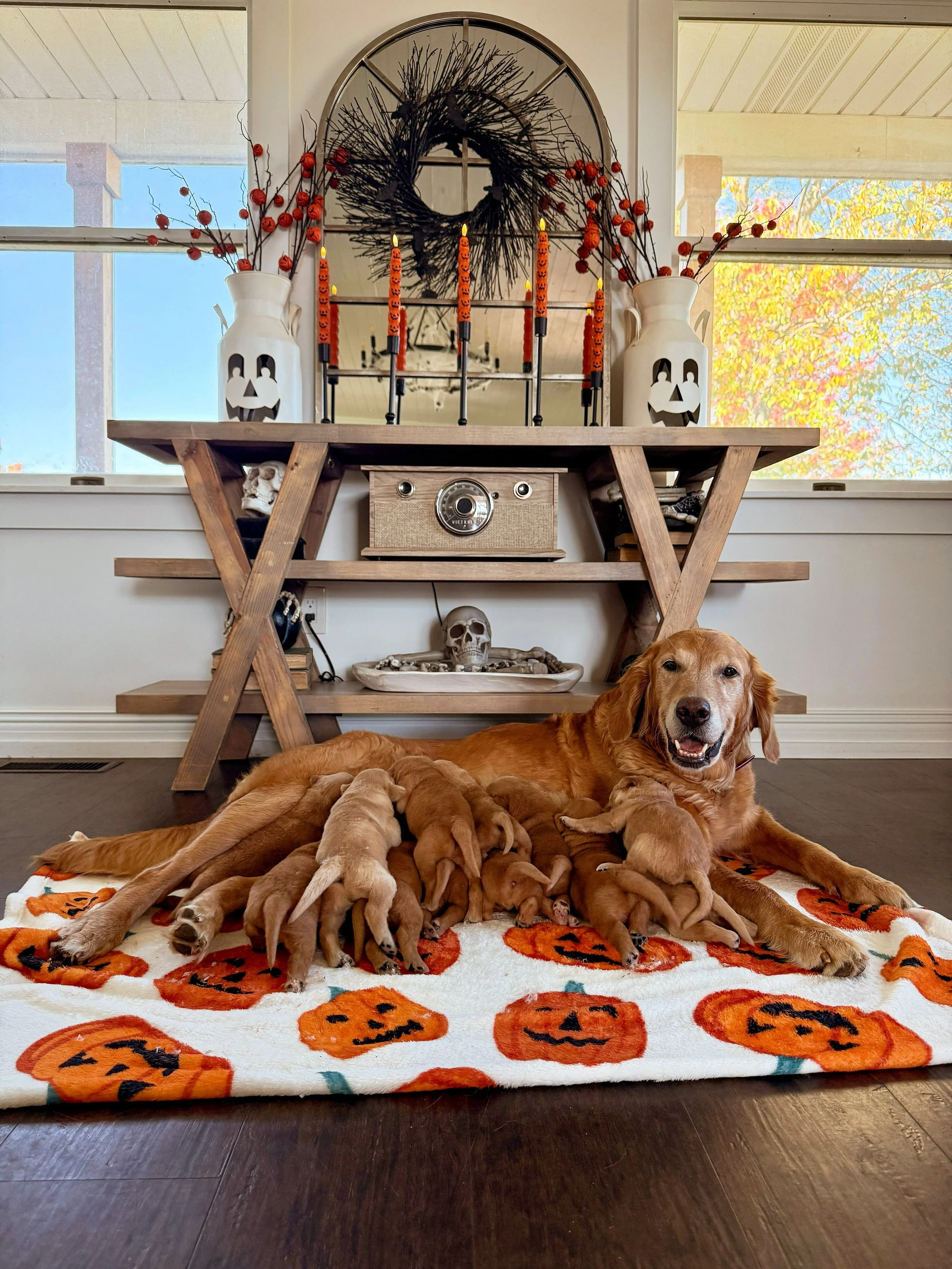 Happy 2 weeks to Oaklee&rsquo;s perfect 12!!!! They&rsquo;re so cute it&rsquo;s scary 👻 Some of their little eyes are starting to peep open and in one week they&rsquo;ll be teetering around and starting to eat puppy food! It&rsquo;s crazy how fast t