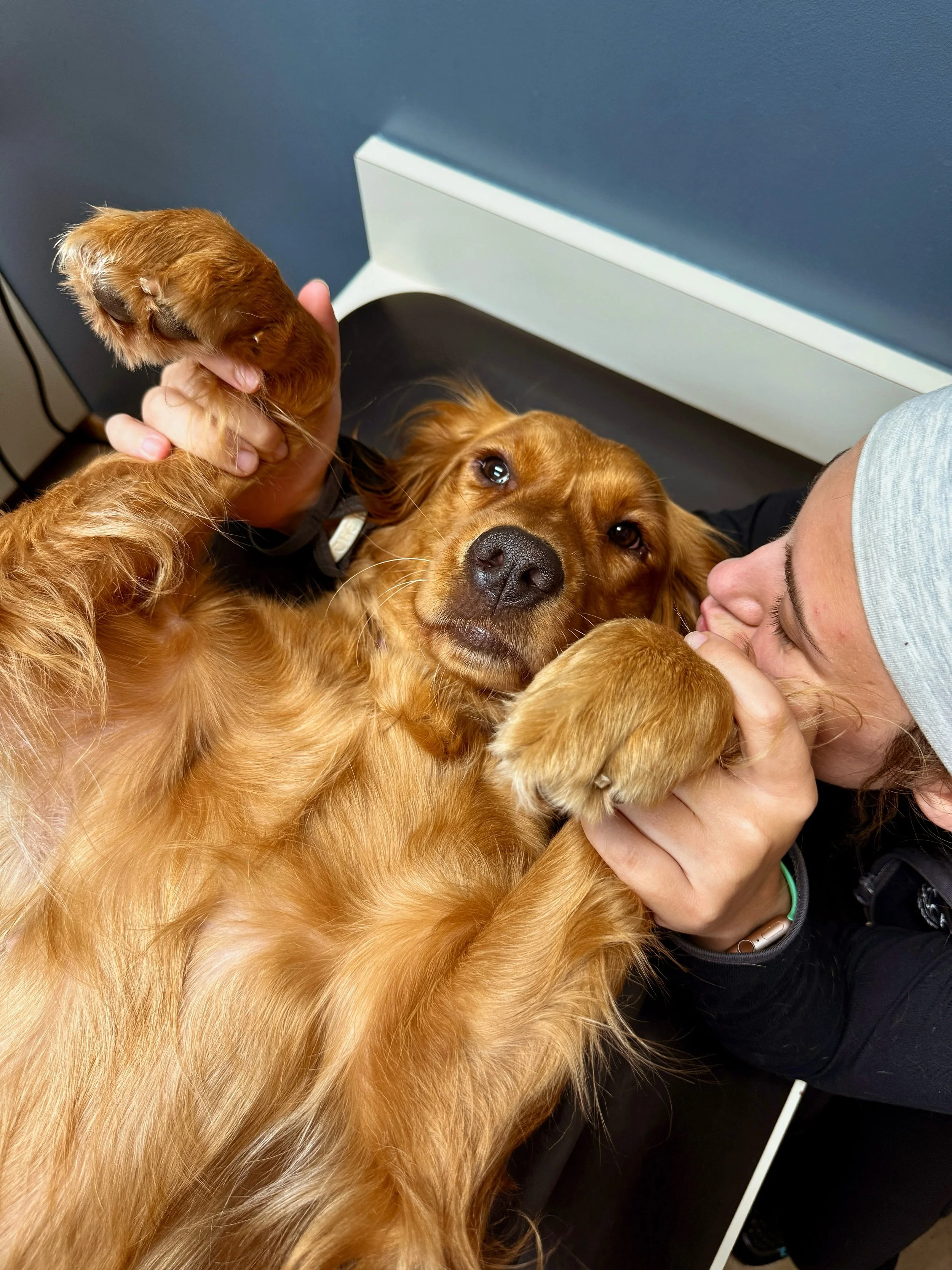 I am so excited to share that Harlowe and Brimsley are expecting a big litter of tri colored Golden Mountain Dogs near Halloween!!! 🎃🖤 Our vet easily saw 9 on her ultrasound but we&rsquo;ll get her final puppy count on Monday on her xray!! I absolu
