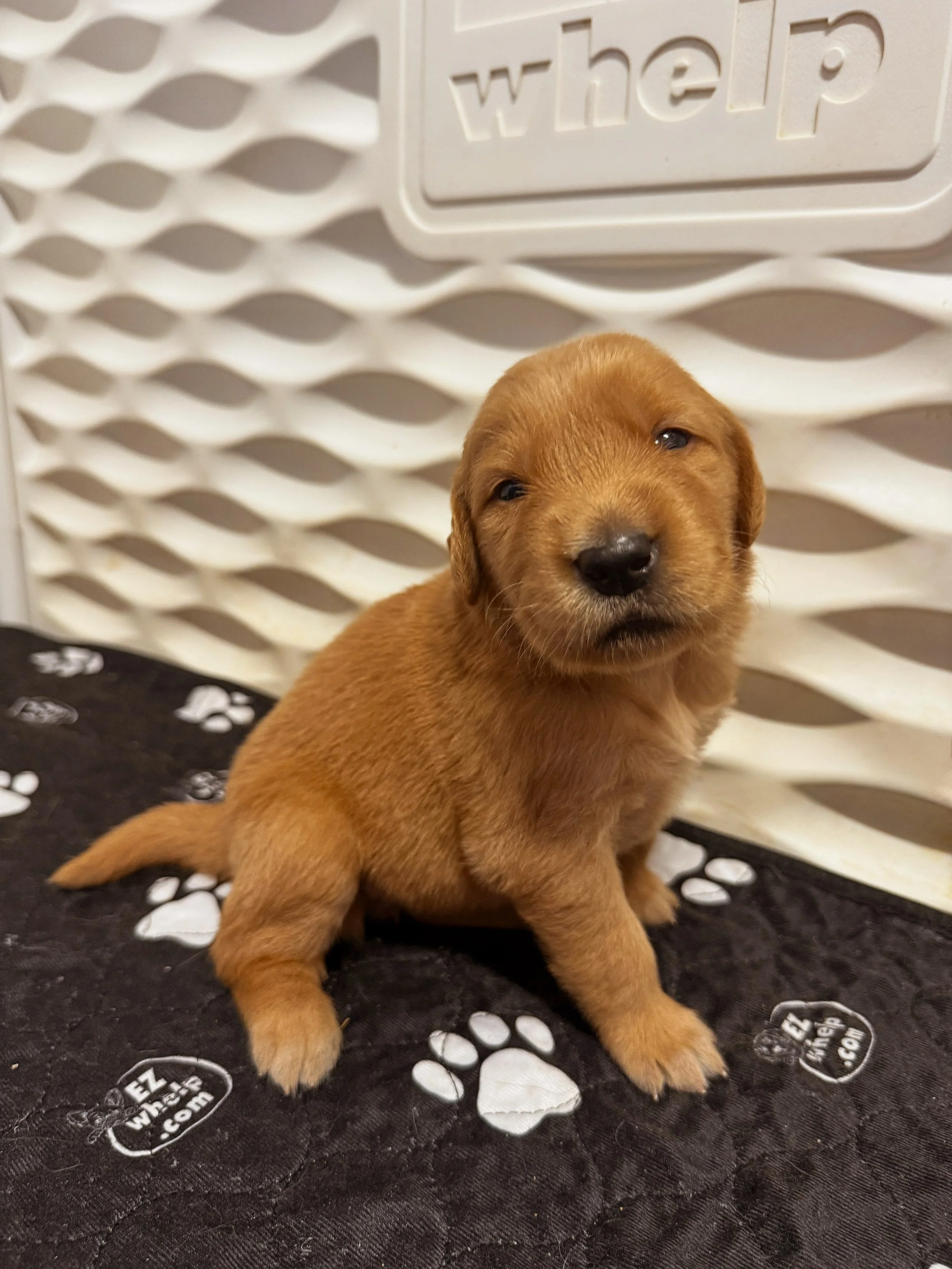 Some cuteness for you this Wednesday on the puppies&rsquo; 3 week birthday 🥹 They are getting cuter by the day and more playful!! This is the start to my favorite age 🤩 It should be known that there&rsquo;s absolutely no petting Oaklee&rsquo;s pupp