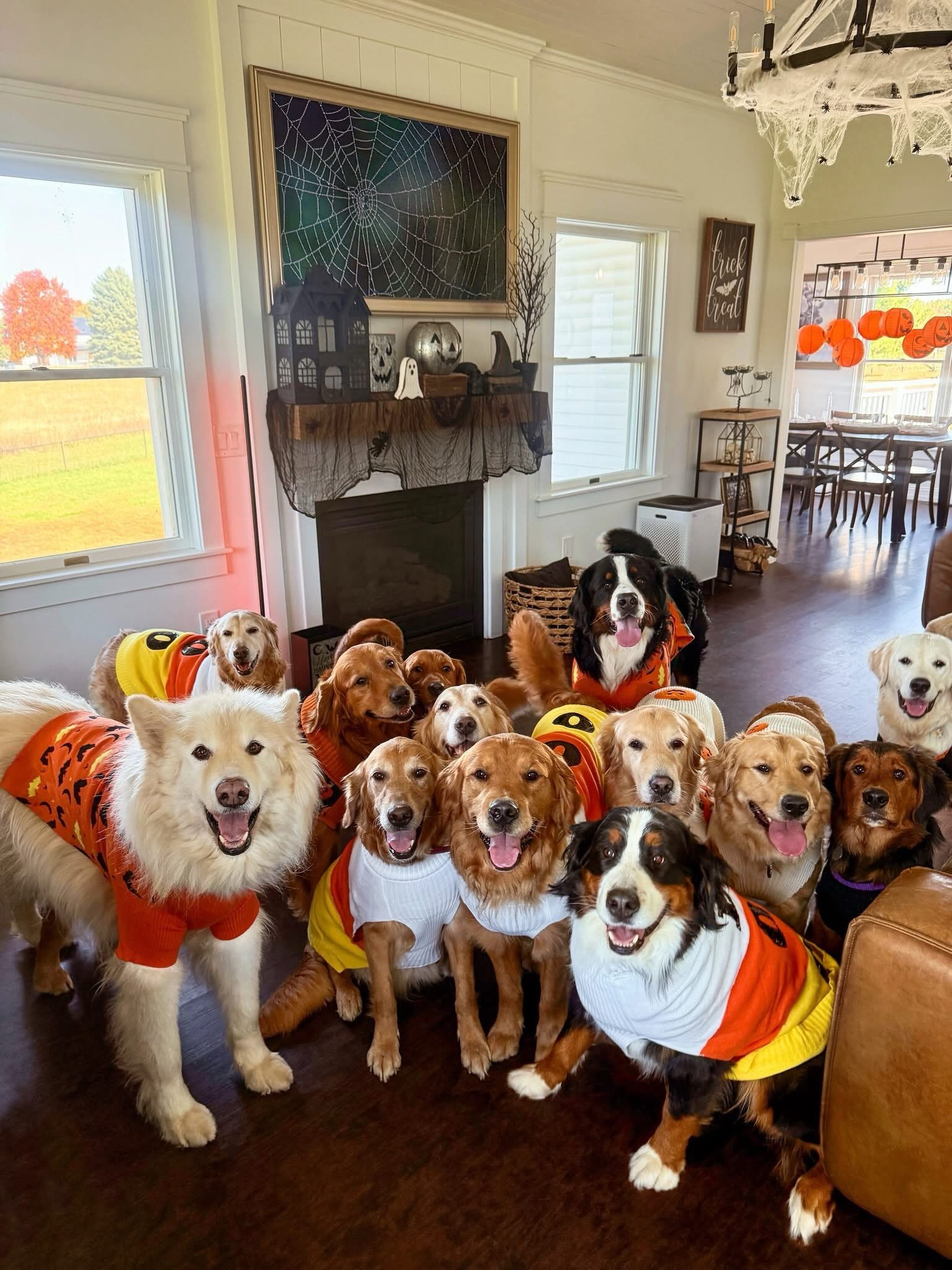 My absolute entire heart 🧡🖤 My favorite thing in the world is dogs in festive sweaters 🤭