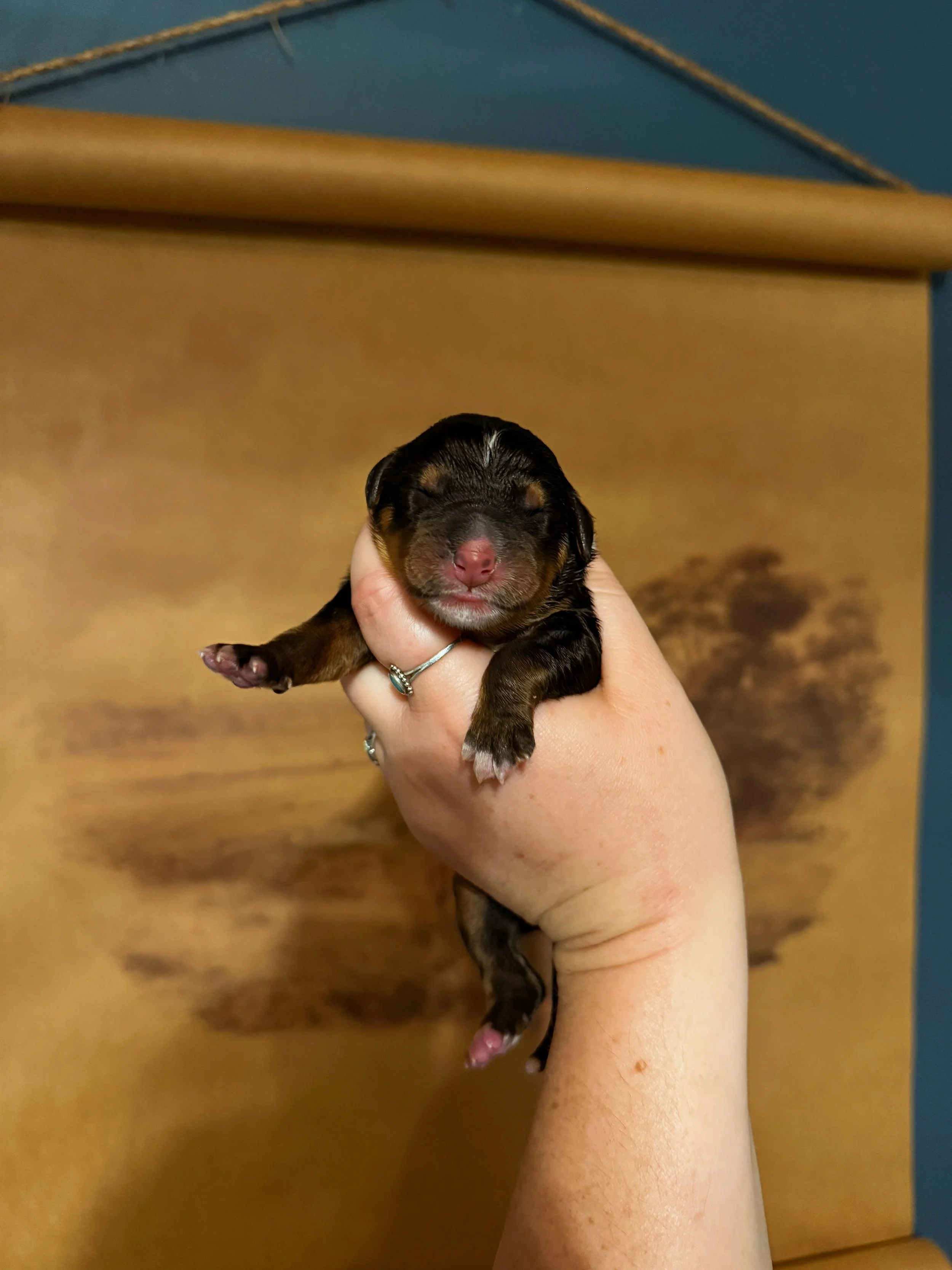 Harlowe&rsquo;s puppies arrived FAST late last night! She wasn&rsquo;t too interested in eating dinner and then started digging in her crate so I took her upstairs to the guest room and her nesting box and within 2 hours, puppies were arriving!! Norm