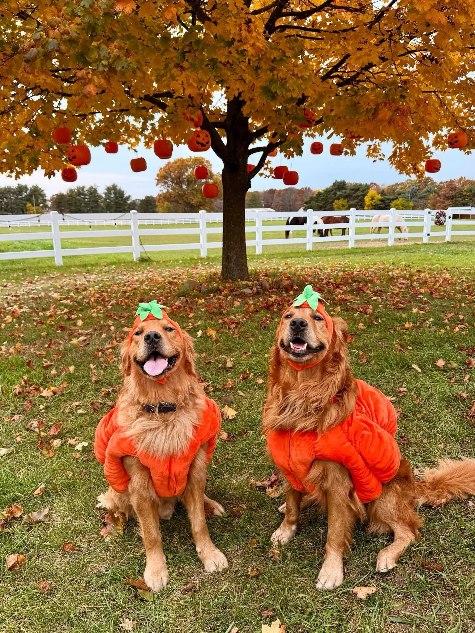 Milo, Gryffin and Brimsley 🎃 Just a few pumpkin heads! Can you tell Milo and Gryff are related?! They&rsquo;re twins!! 🧡🖤